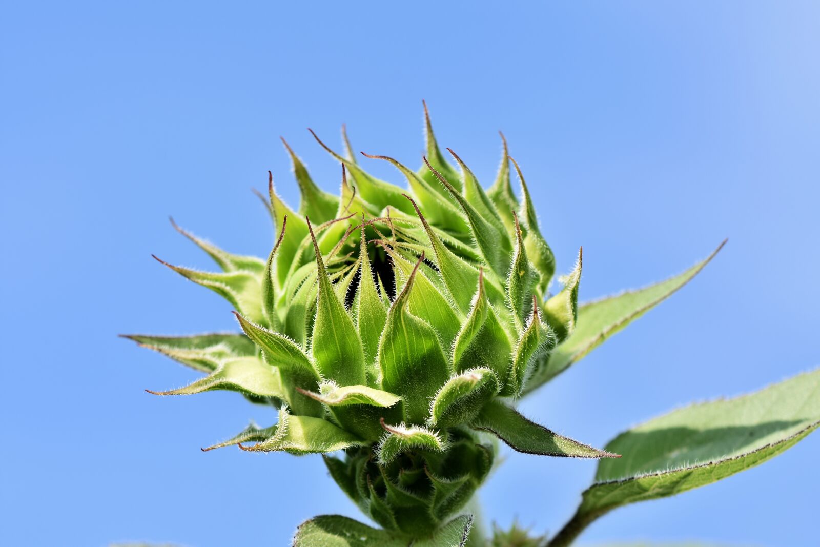 Nikon D7200 sample photo. Sunflower, bud, flower photography