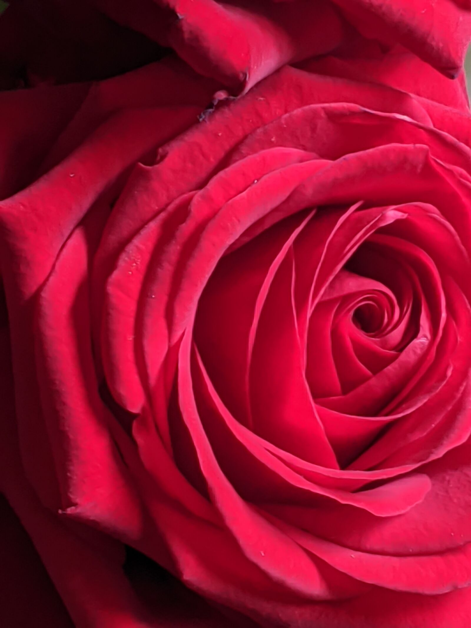 Google Pixel 3a sample photo. Flowers, pink, petals photography