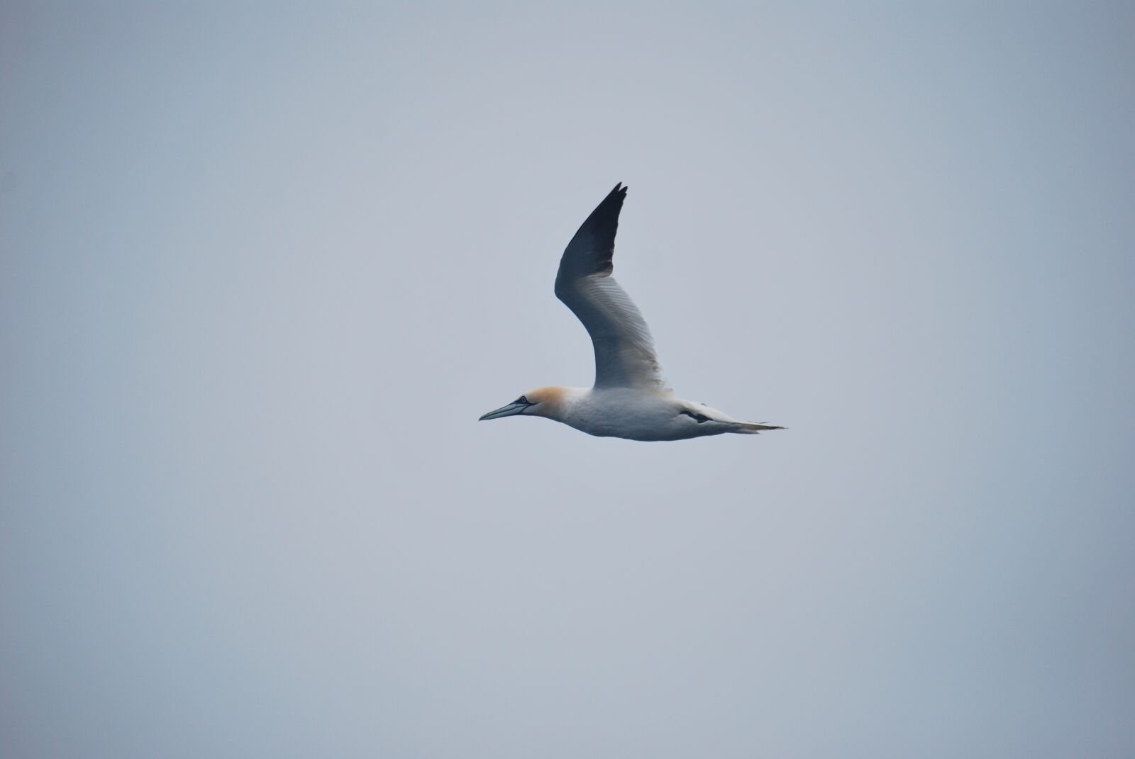Nikon D60 sample photo. Gannet, bird, seabird photography