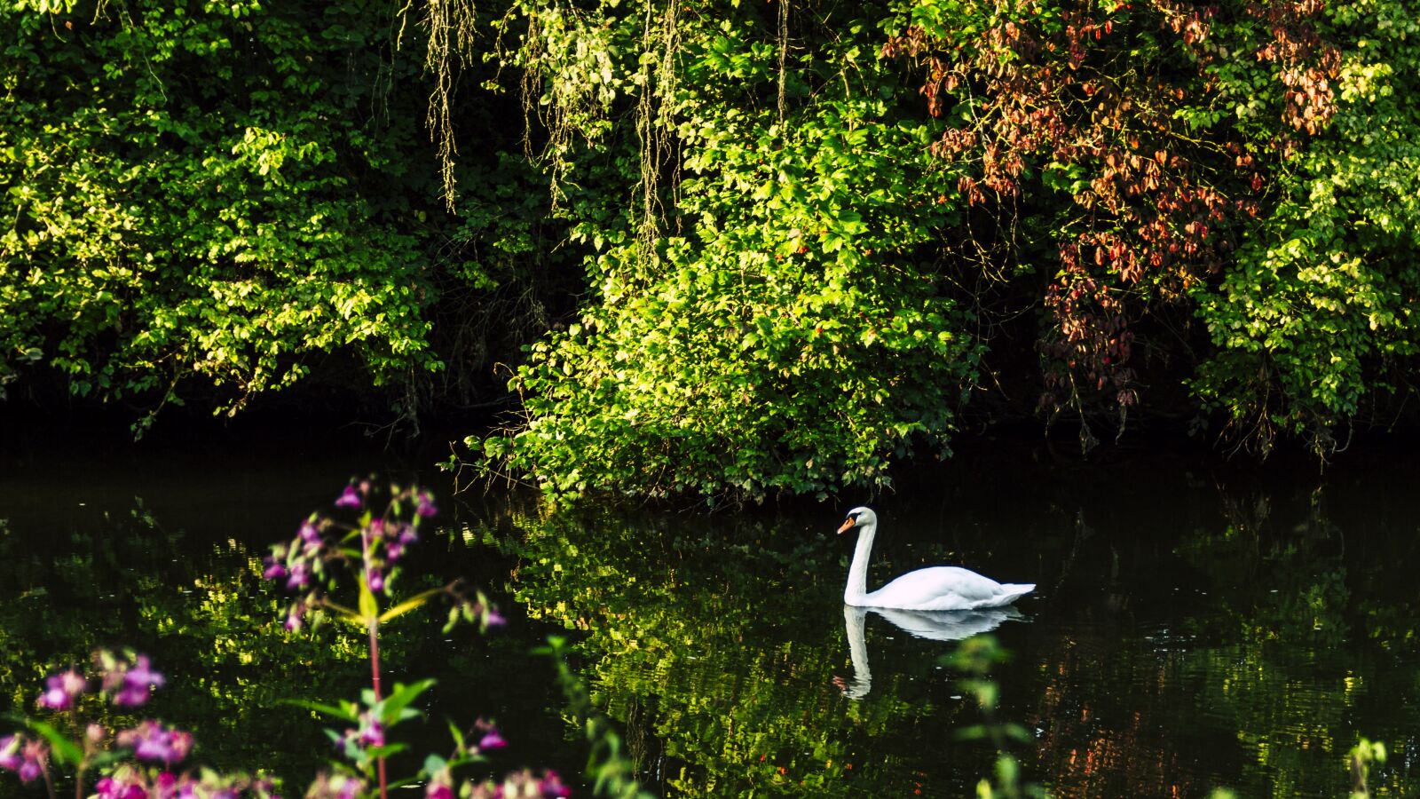 Canon EOS 650D (EOS Rebel T4i / EOS Kiss X6i) sample photo. Swan, danube, schlossgarten photography