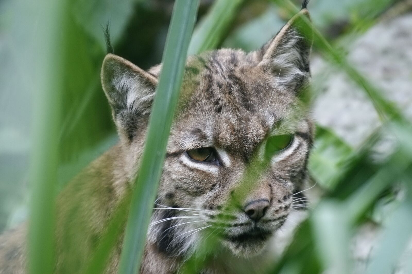 Canon EOS 30D sample photo. Animal, nature, fauna photography