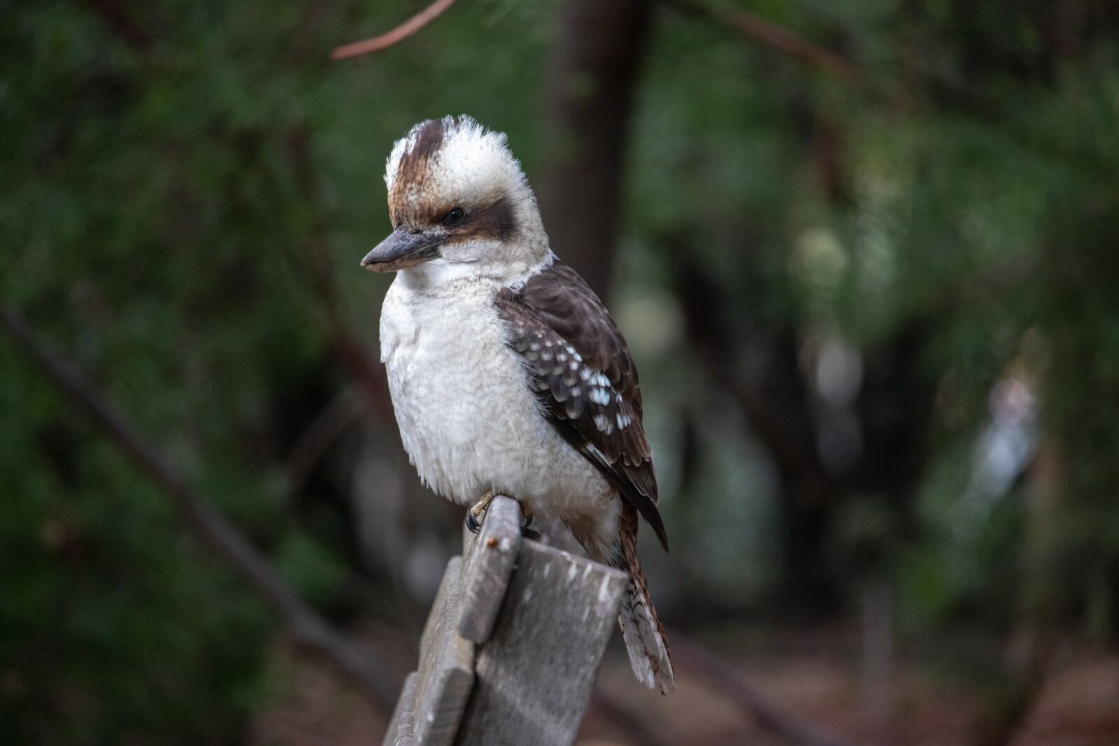 Canon EOS 200D (EOS Rebel SL2 / EOS Kiss X9) sample photo. Kookaburra, bird, australia photography