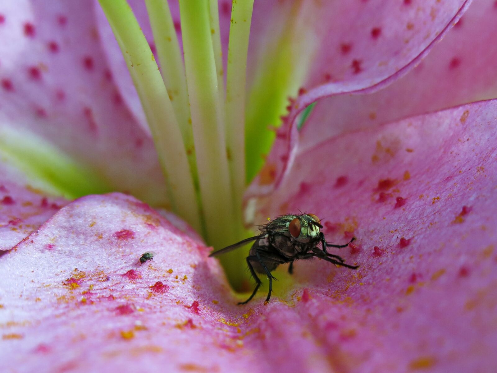 Canon PowerShot G15 sample photo. Lily, fly, insect photography