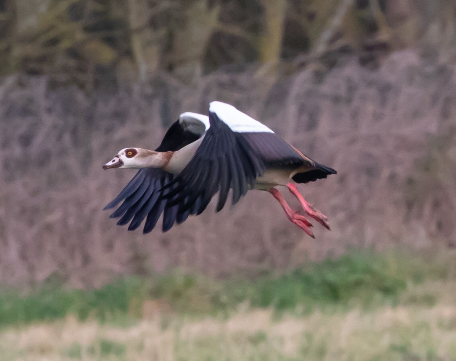 Canon EOS 7D Mark II sample photo. Egyptian goose, goose, goose photography