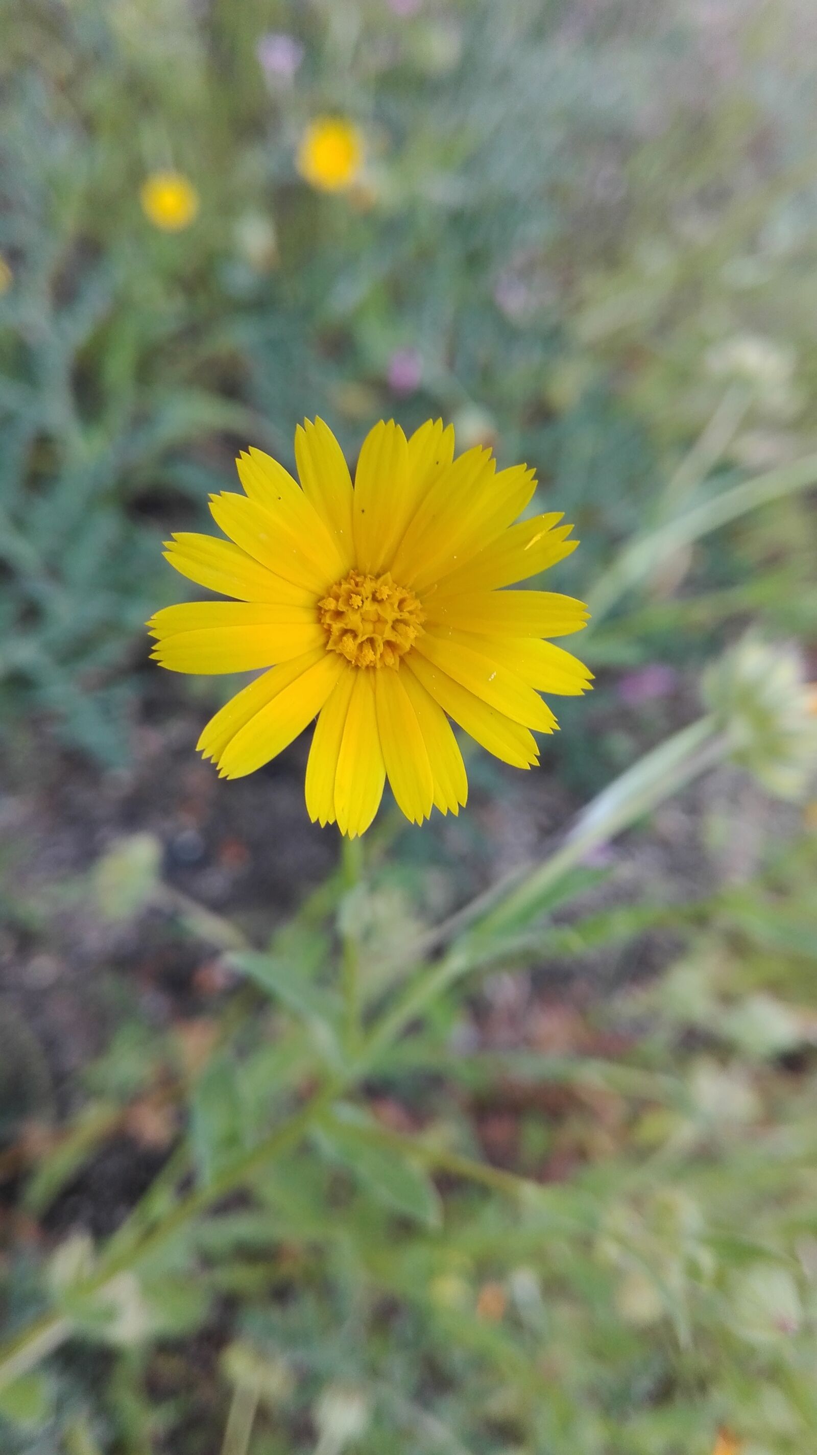 HUAWEI P8 Lite sample photo. Yellow daisy, flower, yellow photography