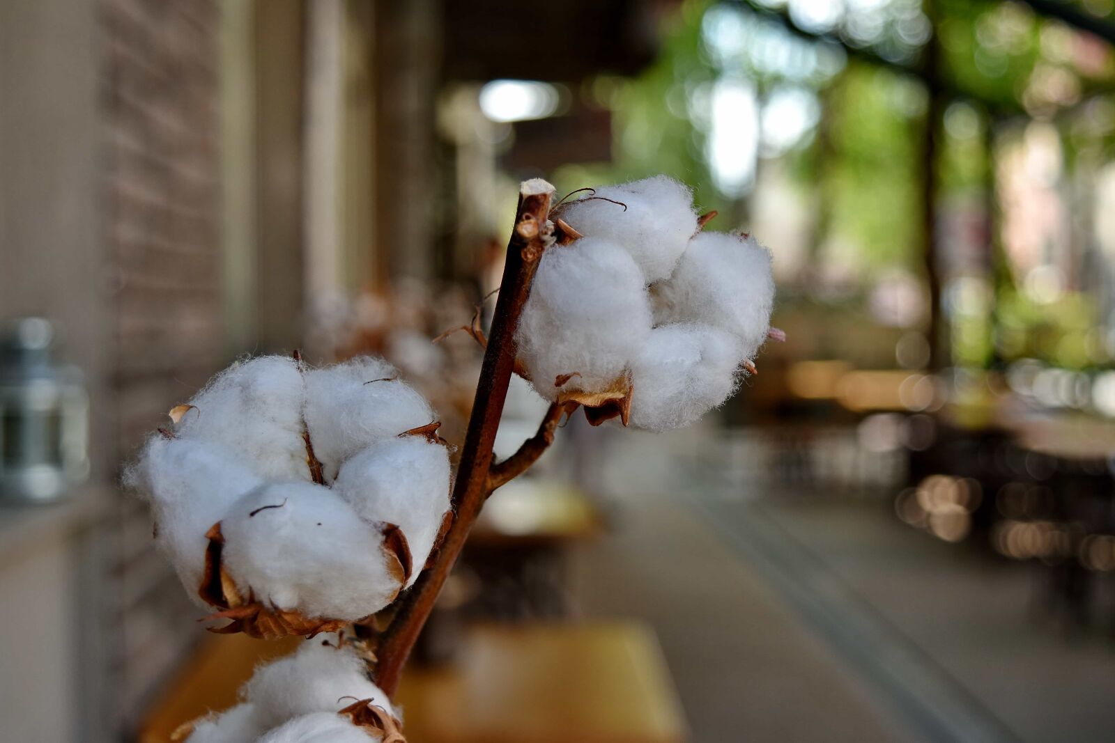 Nikon D5500 sample photo. Cotton, decoration, blur, outdoors photography
