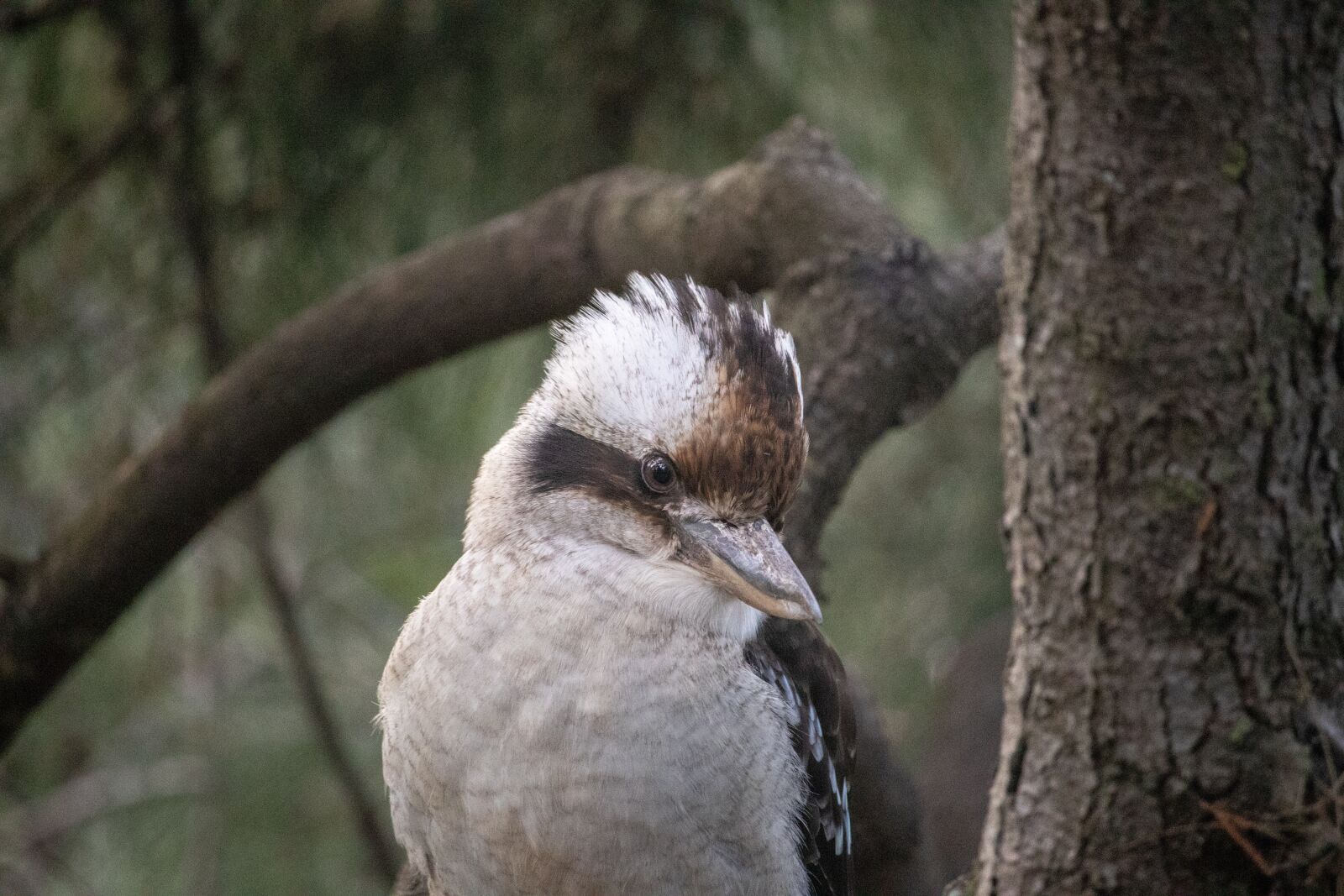 Canon EOS 200D (EOS Rebel SL2 / EOS Kiss X9) sample photo. Kookaburra, australia, bird photography