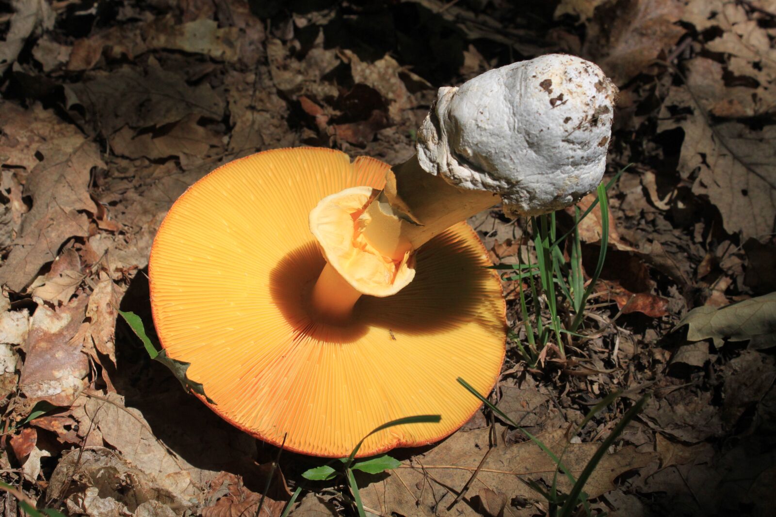 Canon EOS 500D (EOS Rebel T1i / EOS Kiss X3) sample photo. Amanita, caesarea, edible photography