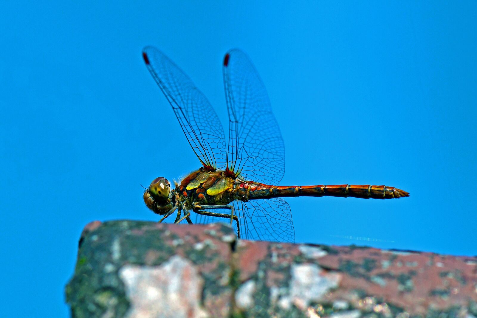 Nikon D500 sample photo. Darter sympetrum, dragonfly, flight photography