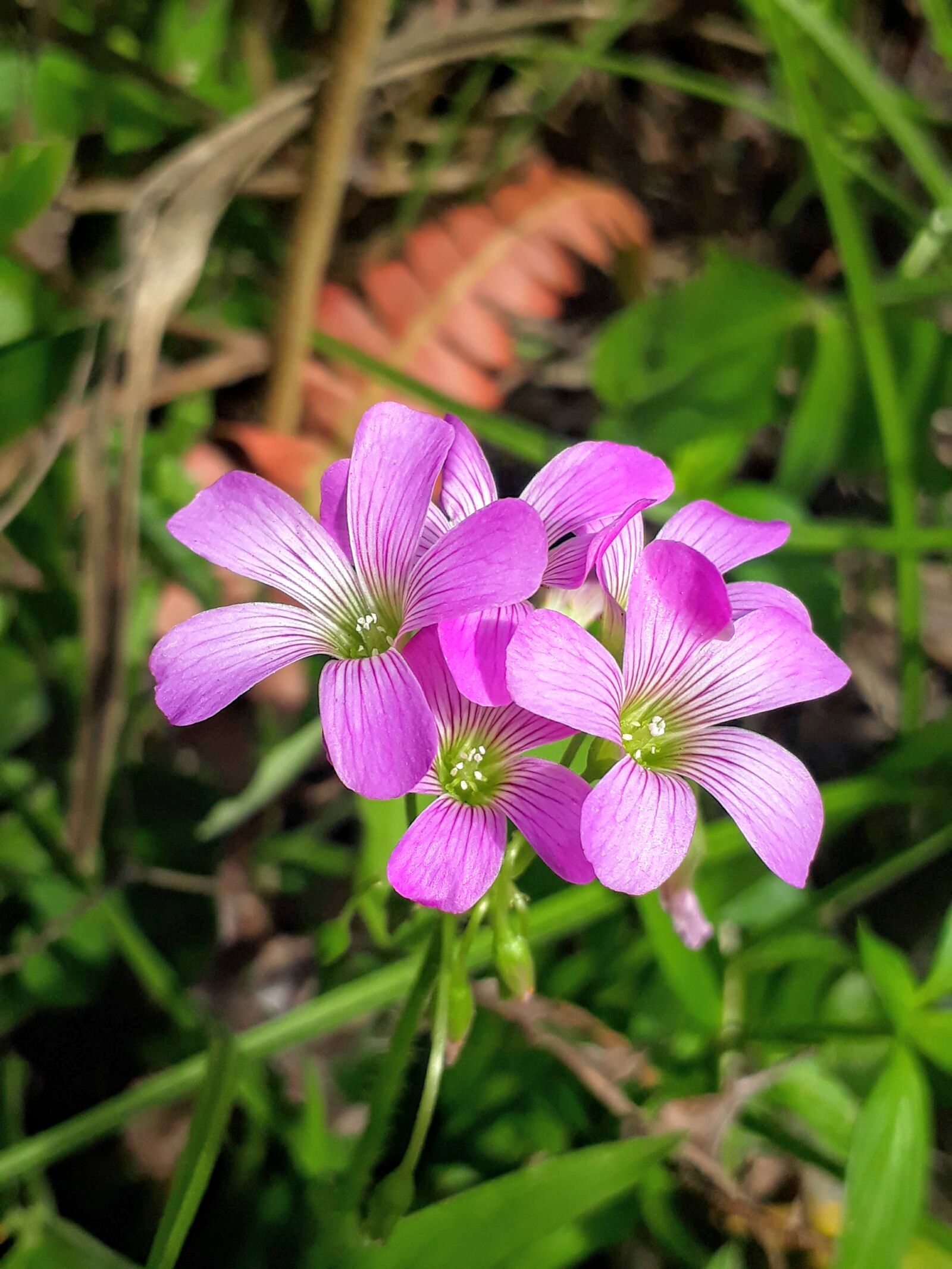 Samsung Galaxy J5 Prime sample photo. Pink, flower, bloom photography