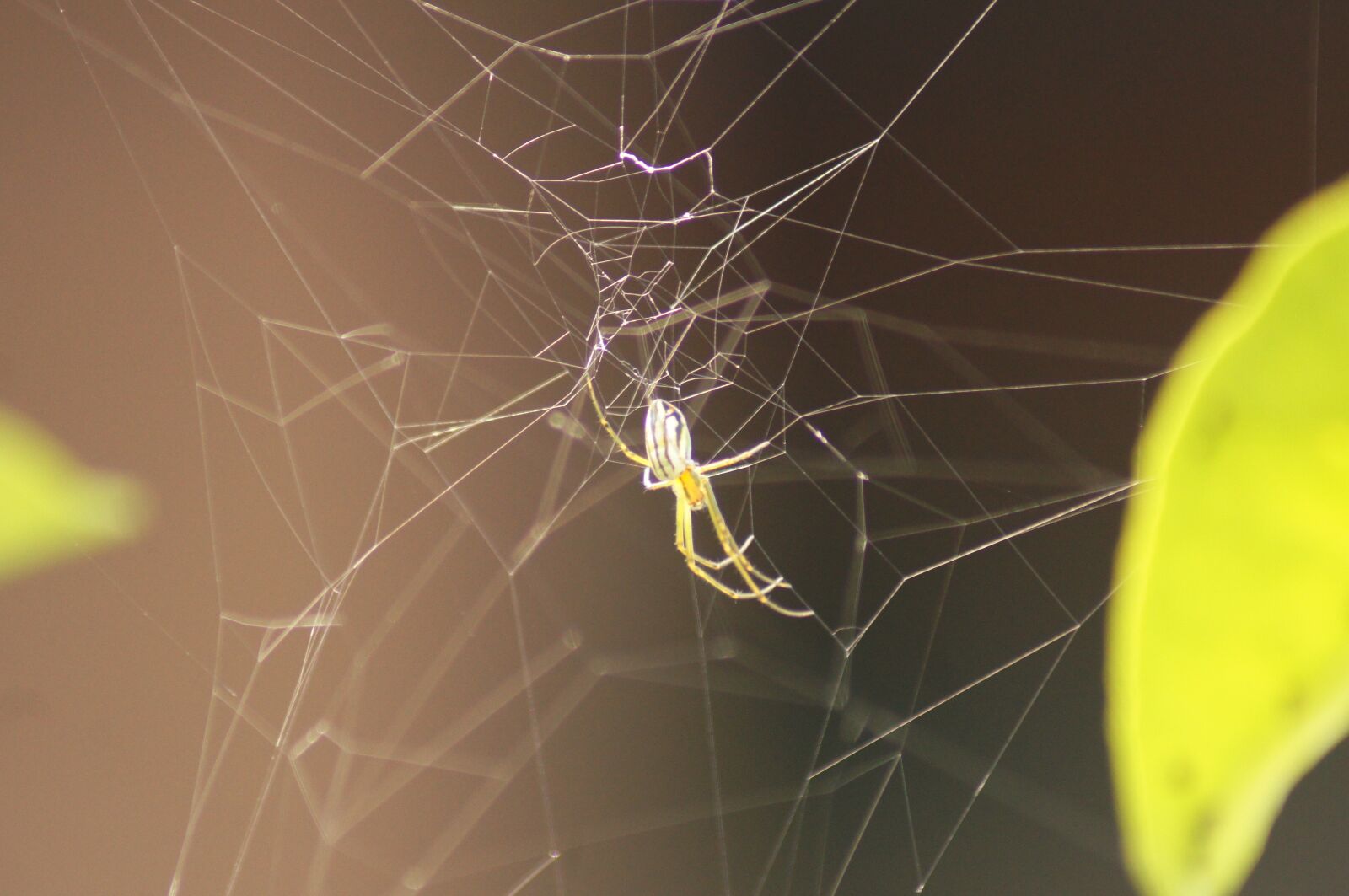 Sony SLT-A55 (SLT-A55V) sample photo. Nature, fauna, flora photography