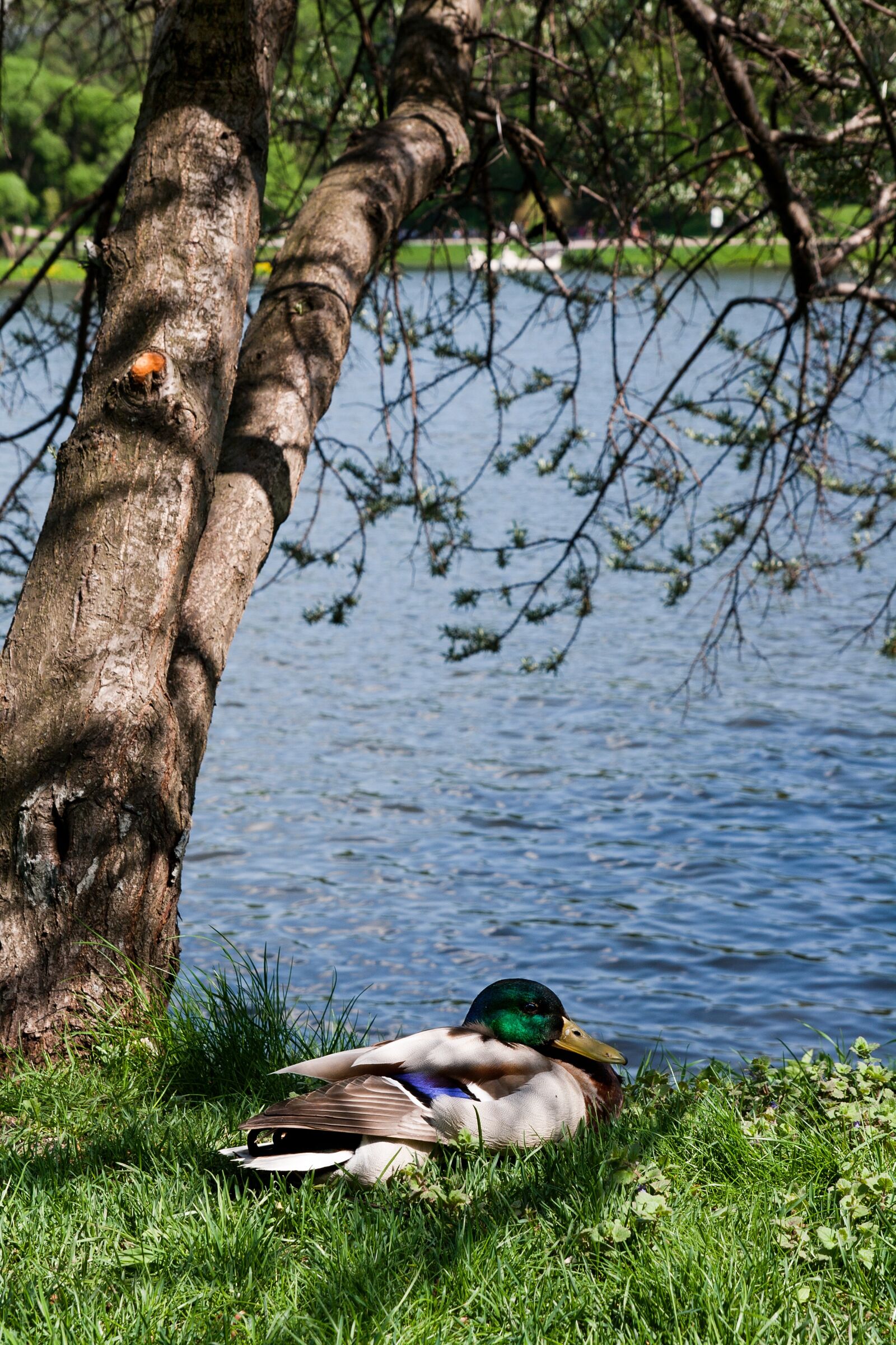 Canon EOS 400D (EOS Digital Rebel XTi / EOS Kiss Digital X) sample photo. Duck, tree, beach photography