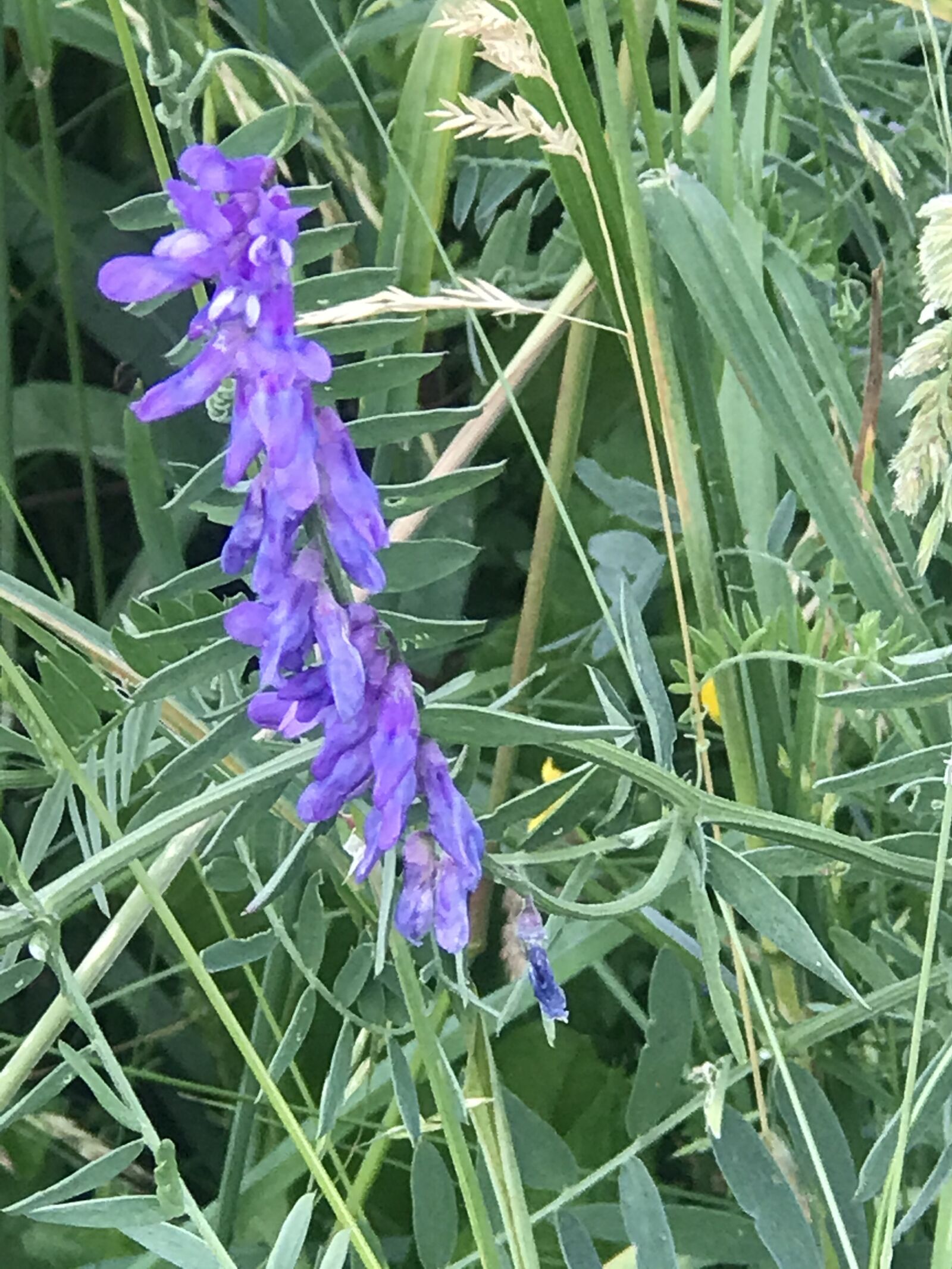 Apple iPhone 7 Plus sample photo. Meadow, flower, blue photography