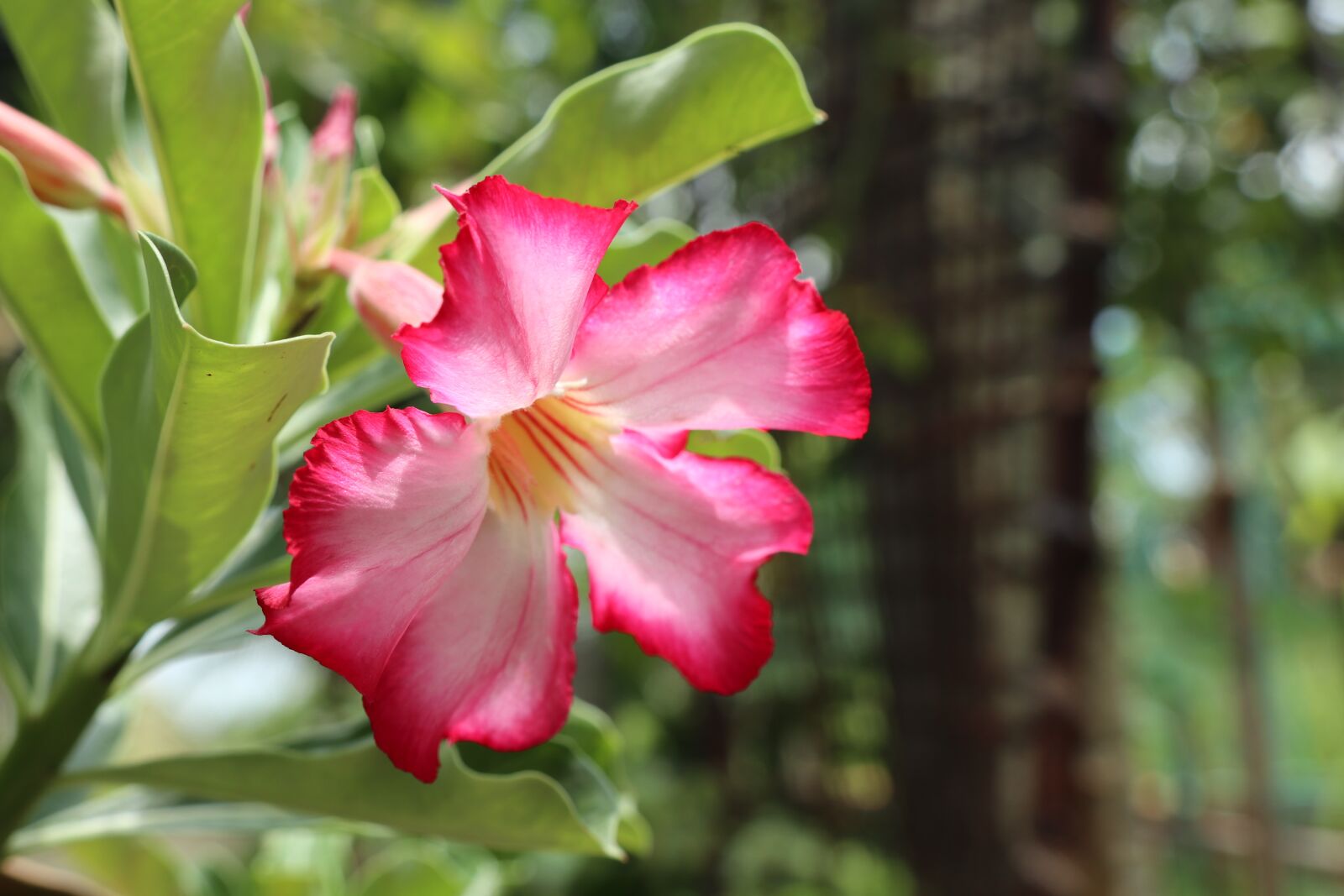 Canon EOS M6 sample photo. Pink flower, beautiful, gardening photography