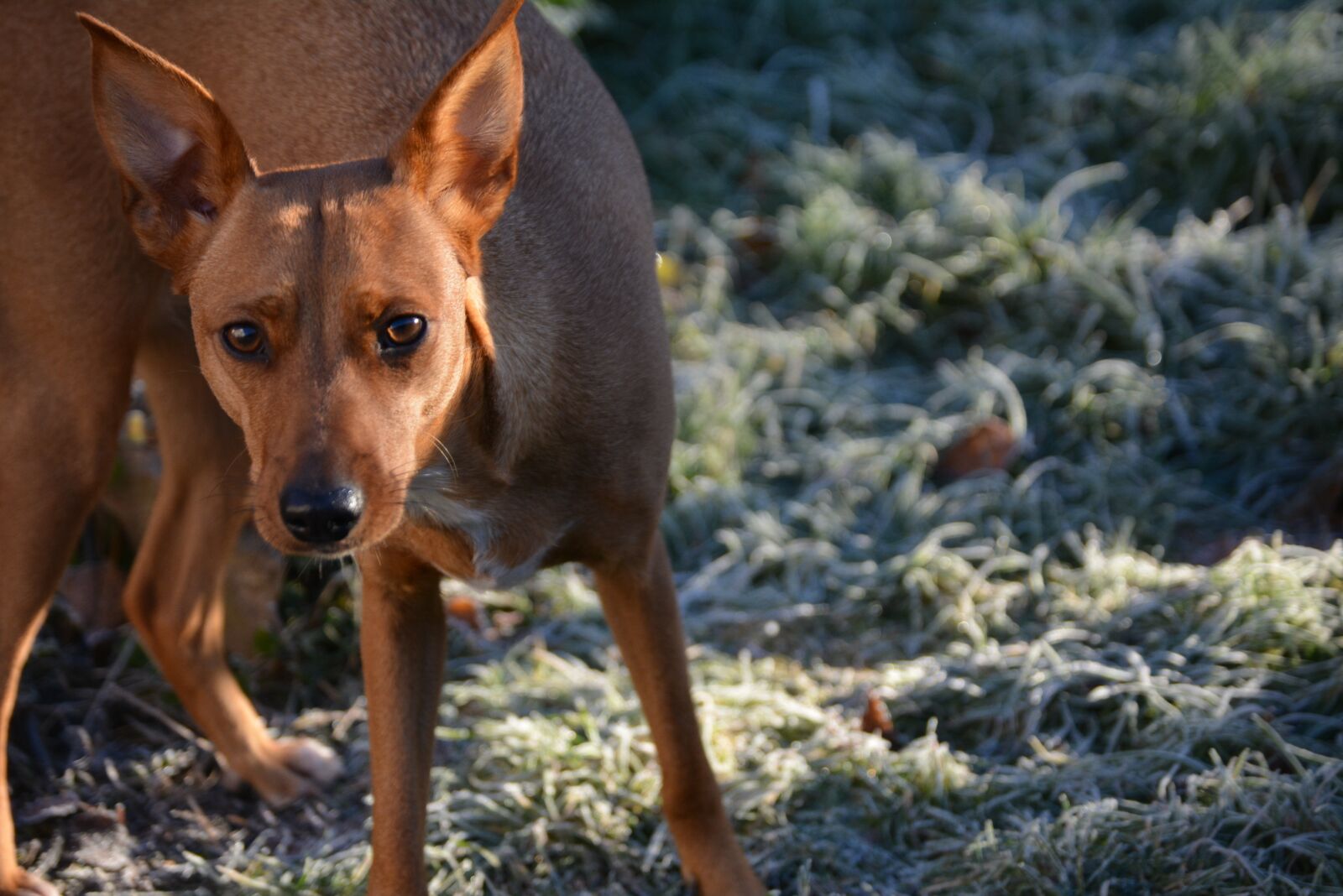 Nikon D5200 sample photo. Dog, hybrid, cold photography