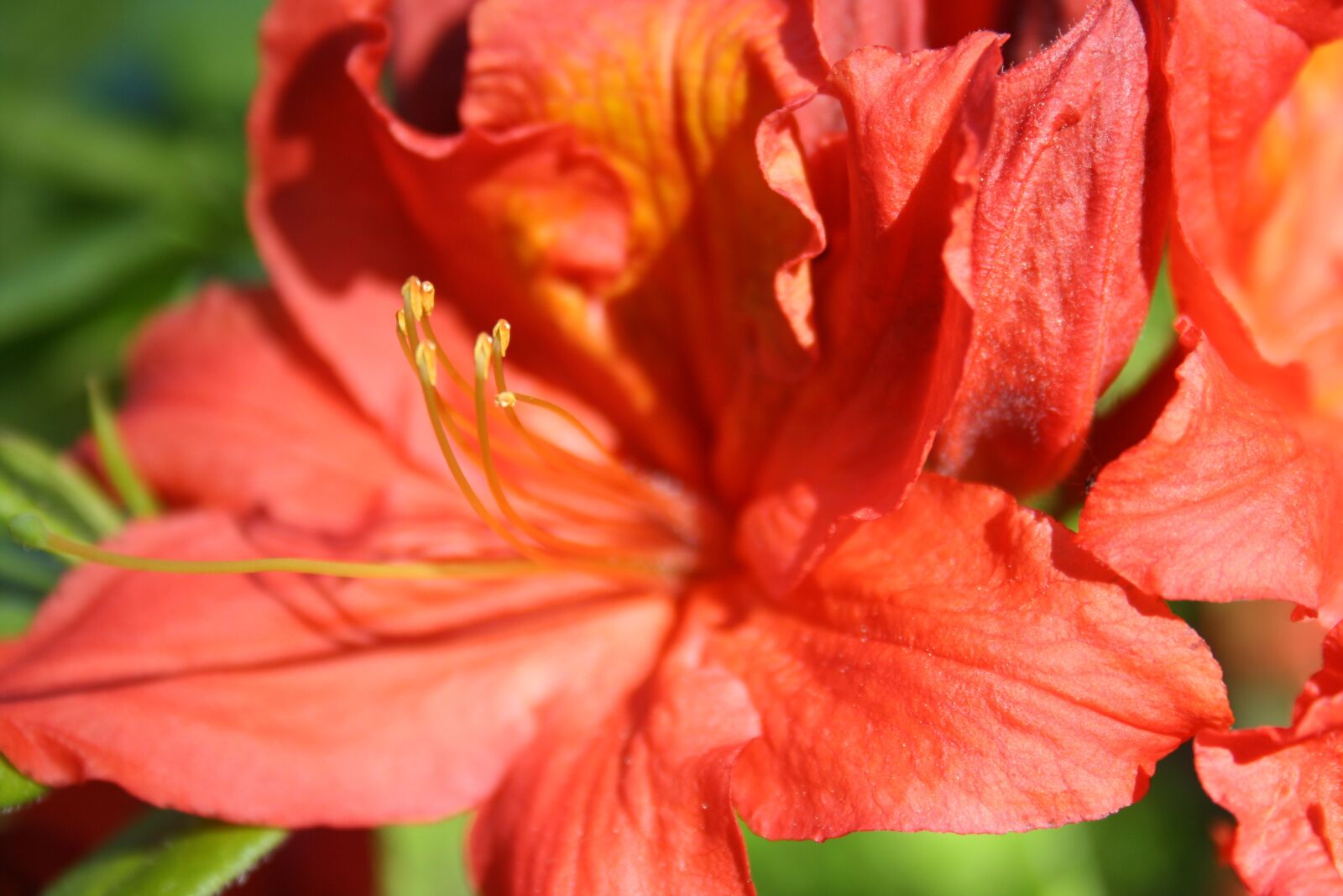 Canon EOS 1000D (EOS Digital Rebel XS / EOS Kiss F) sample photo. Flower, spring, summer photography