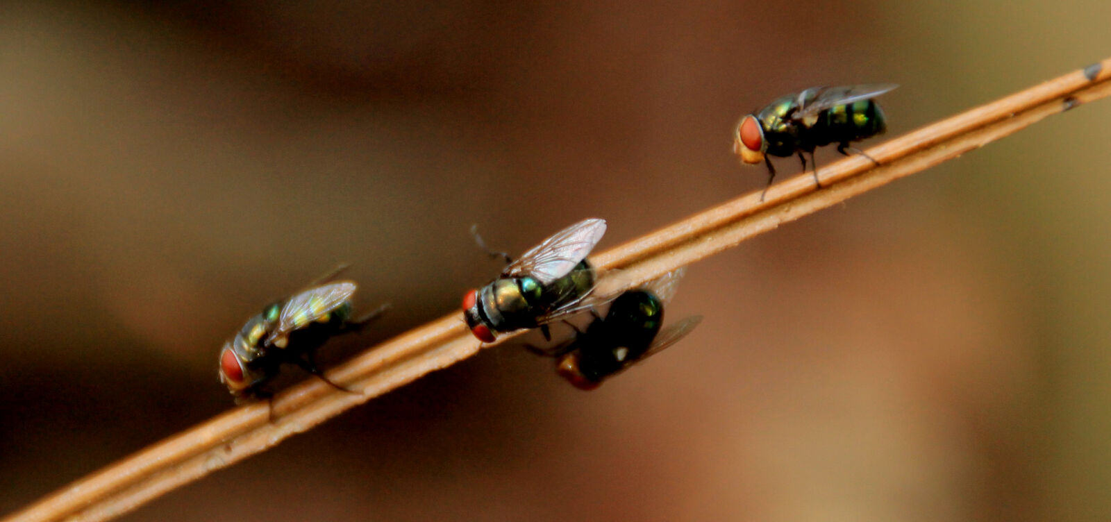 Canon EOS 1100D (EOS Rebel T3 / EOS Kiss X50) sample photo. Dragonflies, twins, focus, little photography