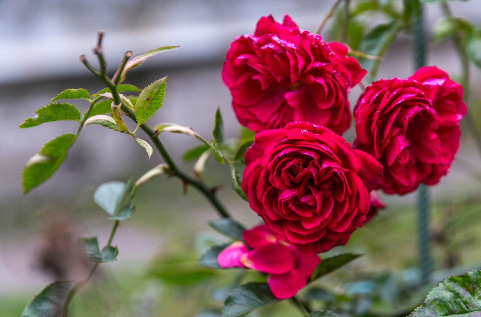 Sony a7R II sample photo. Rose, flower, nature photography