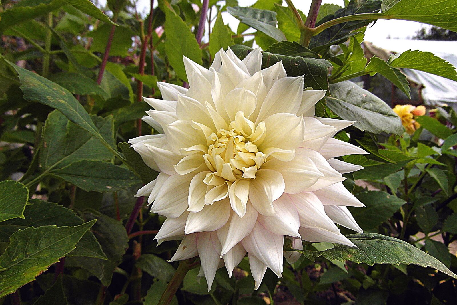 Samsung WB750 sample photo. Dalia, white, flower photography