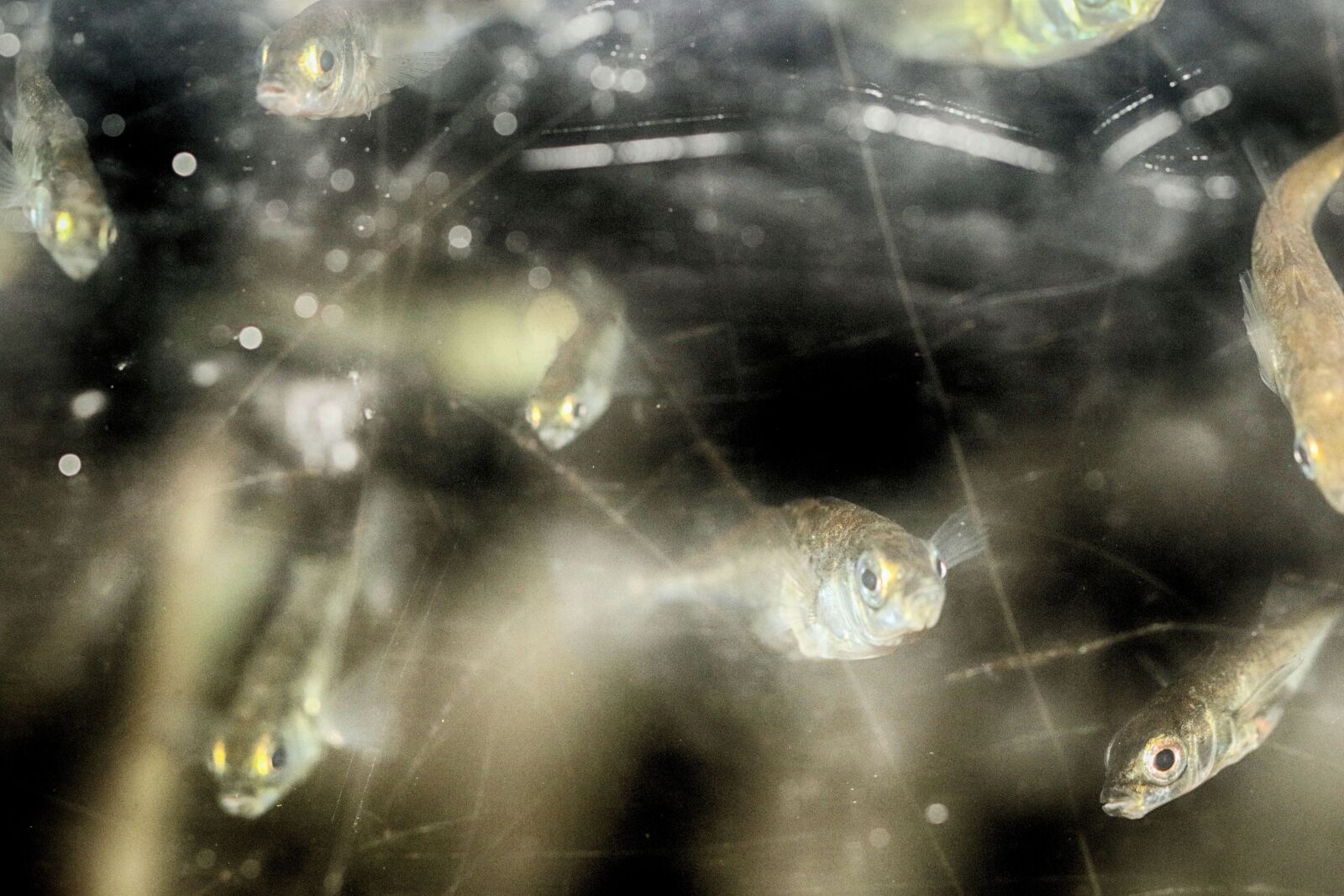Canon EOS 7D Mark II sample photo. Fish, swimming, aqua thank photography
