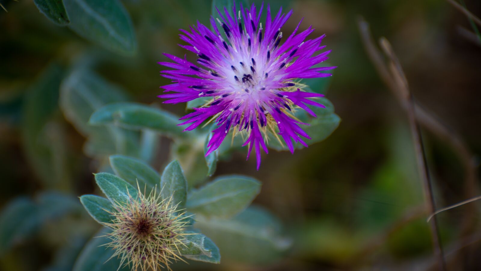 Sony a6500 sample photo. Thistle, color, change photography