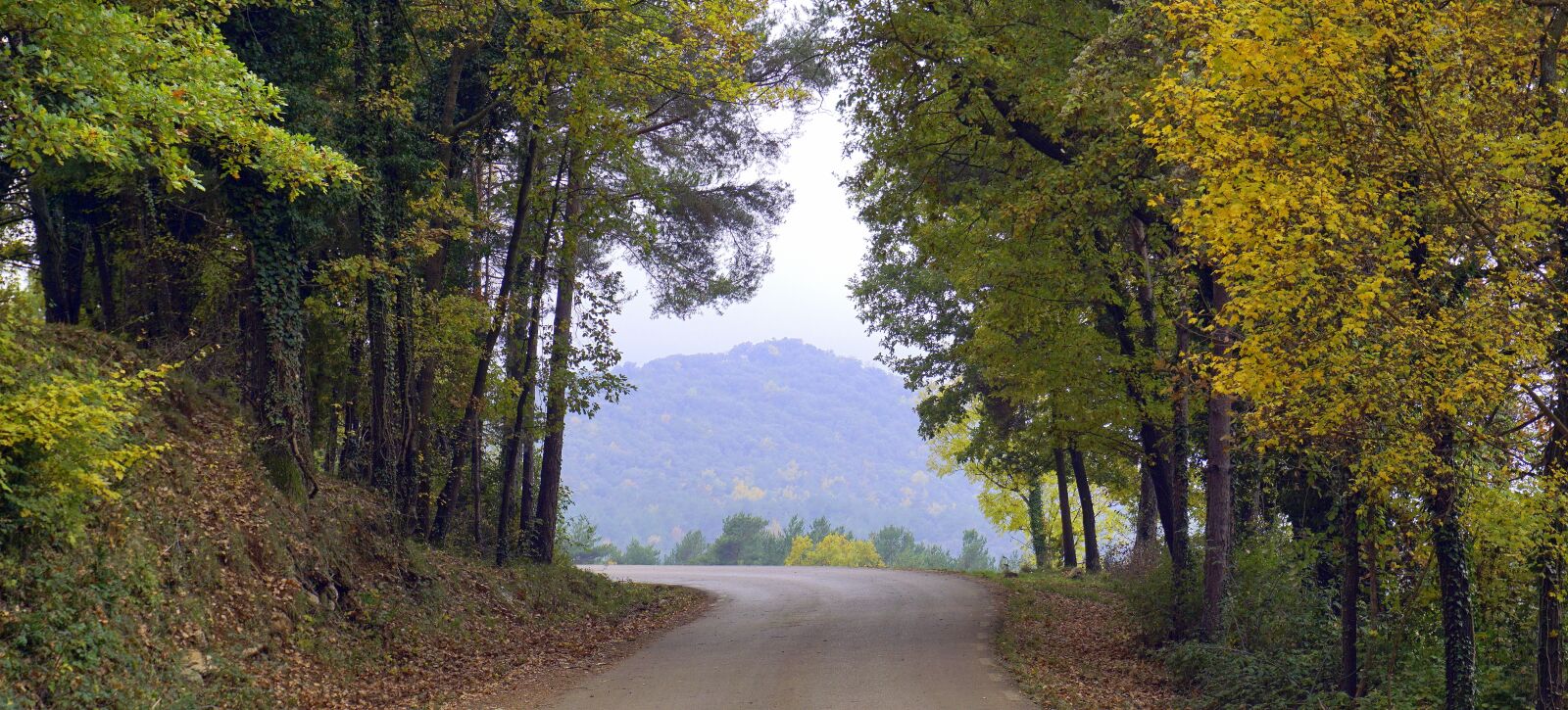 Sony a6000 sample photo. Trail, path, trees photography