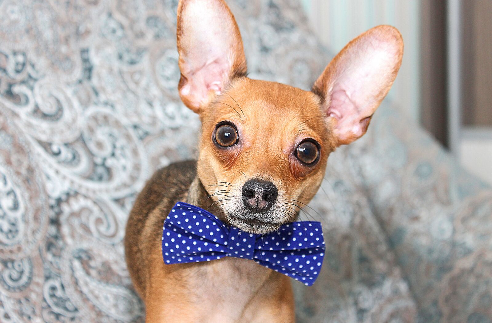 Canon EOS 1100D (EOS Rebel T3 / EOS Kiss X50) sample photo. Dog, chihuahua, snout photography