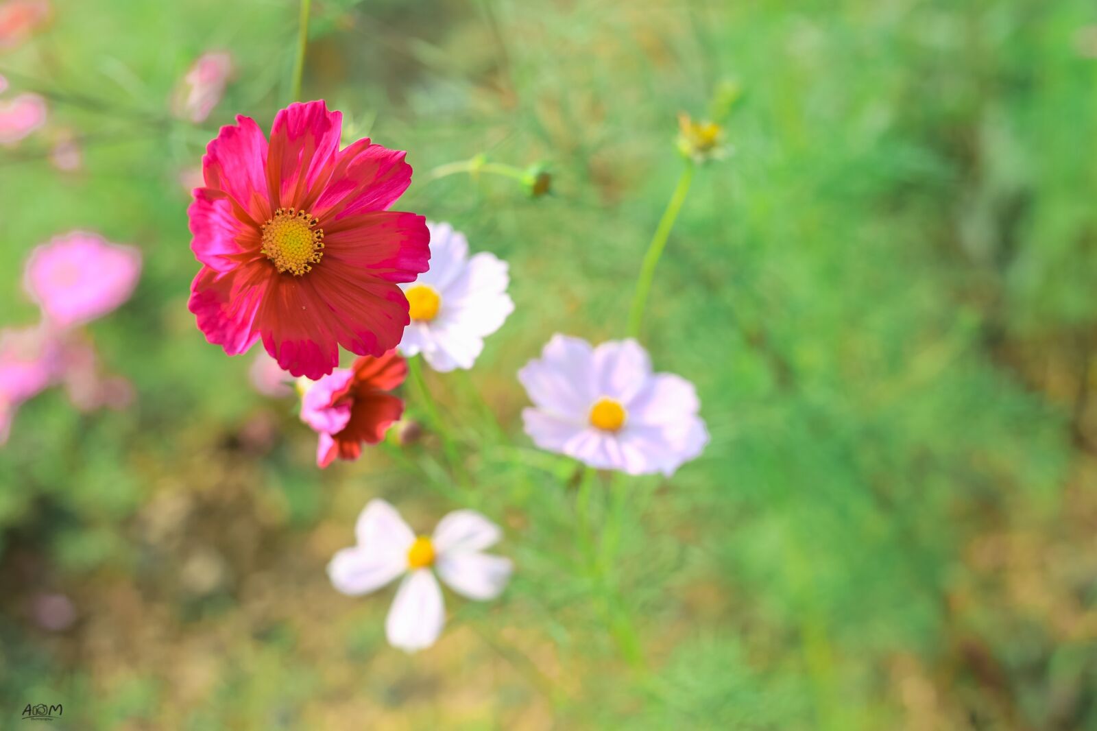 Canon EOS 6D + Canon EF 50mm F1.8 STM sample photo. Flowers, pretty, beautiful flowers photography