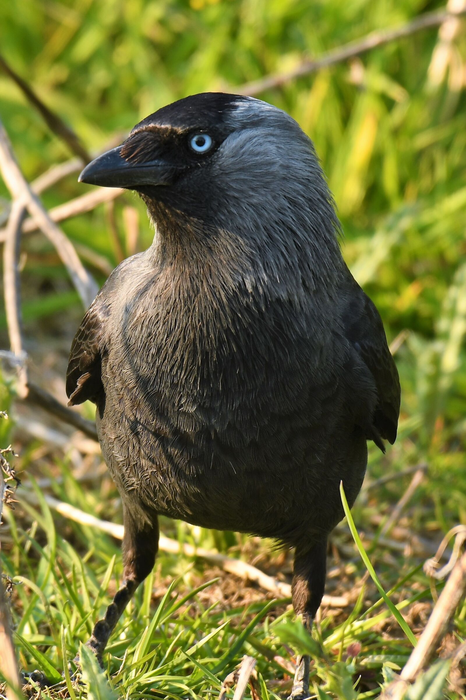 Nikon D500 sample photo. Bird, meadow, animal world photography