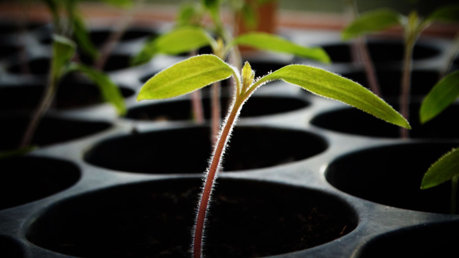 Sony Cyber-shot DSC-HX300 sample photo. Tomatoes, plant, tomato plant photography