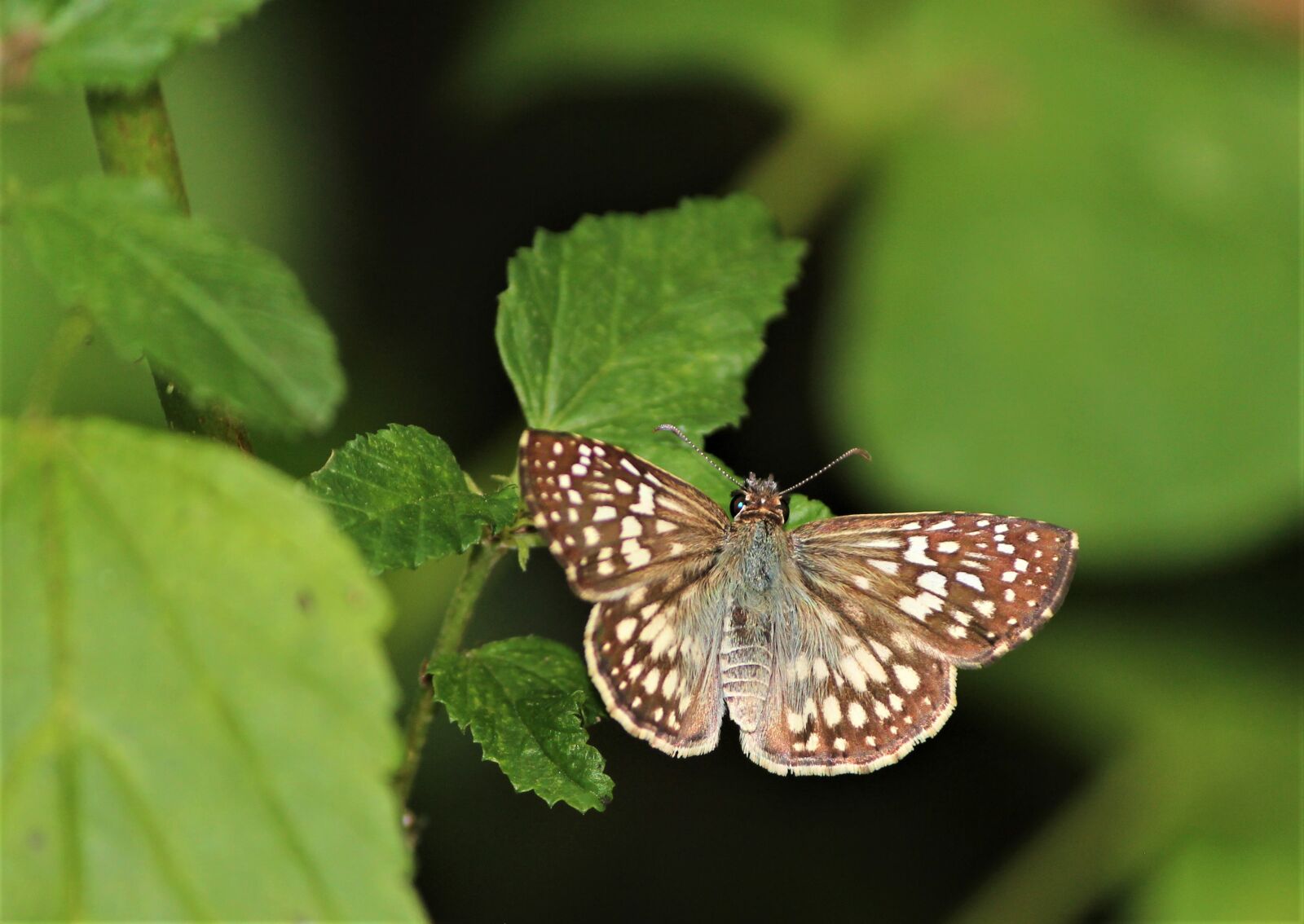 Canon EOS 600D (Rebel EOS T3i / EOS Kiss X5) sample photo. Garden, butterfly, hostal photography