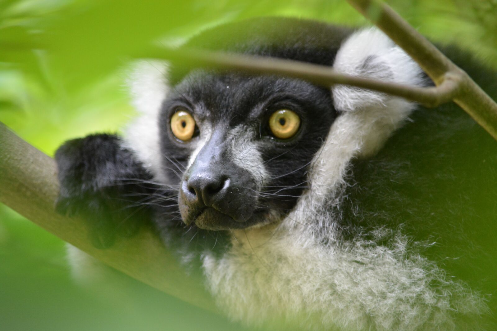 Nikon D5200 sample photo. Nature, animal world, primate photography