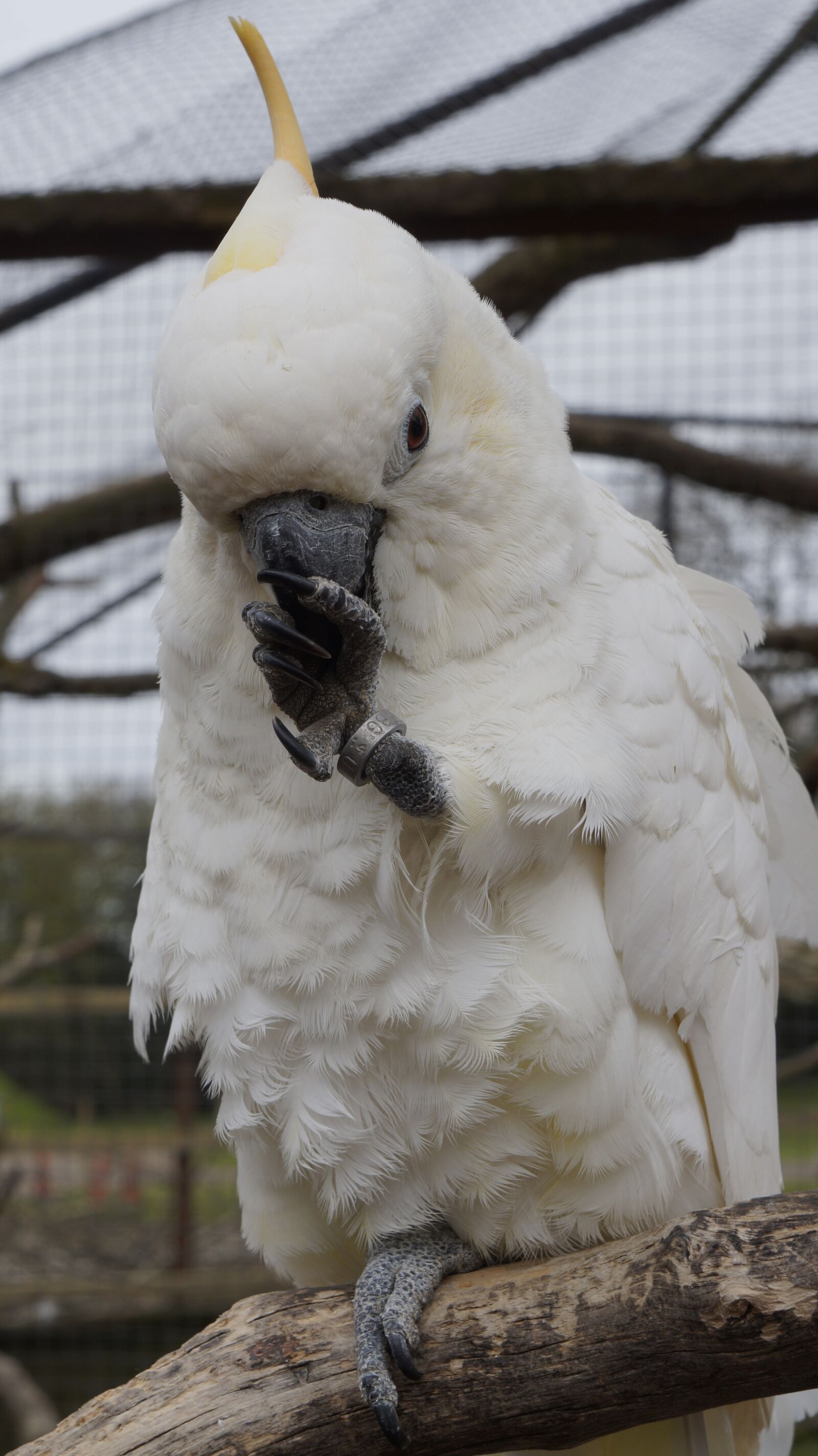 Sony Alpha a3000 sample photo. Parrot, bird, animal photography
