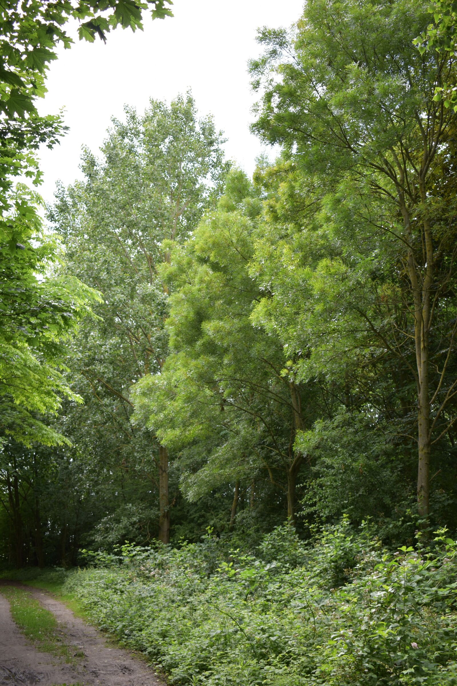 Nikon D3500 sample photo. Trees, path, trail photography