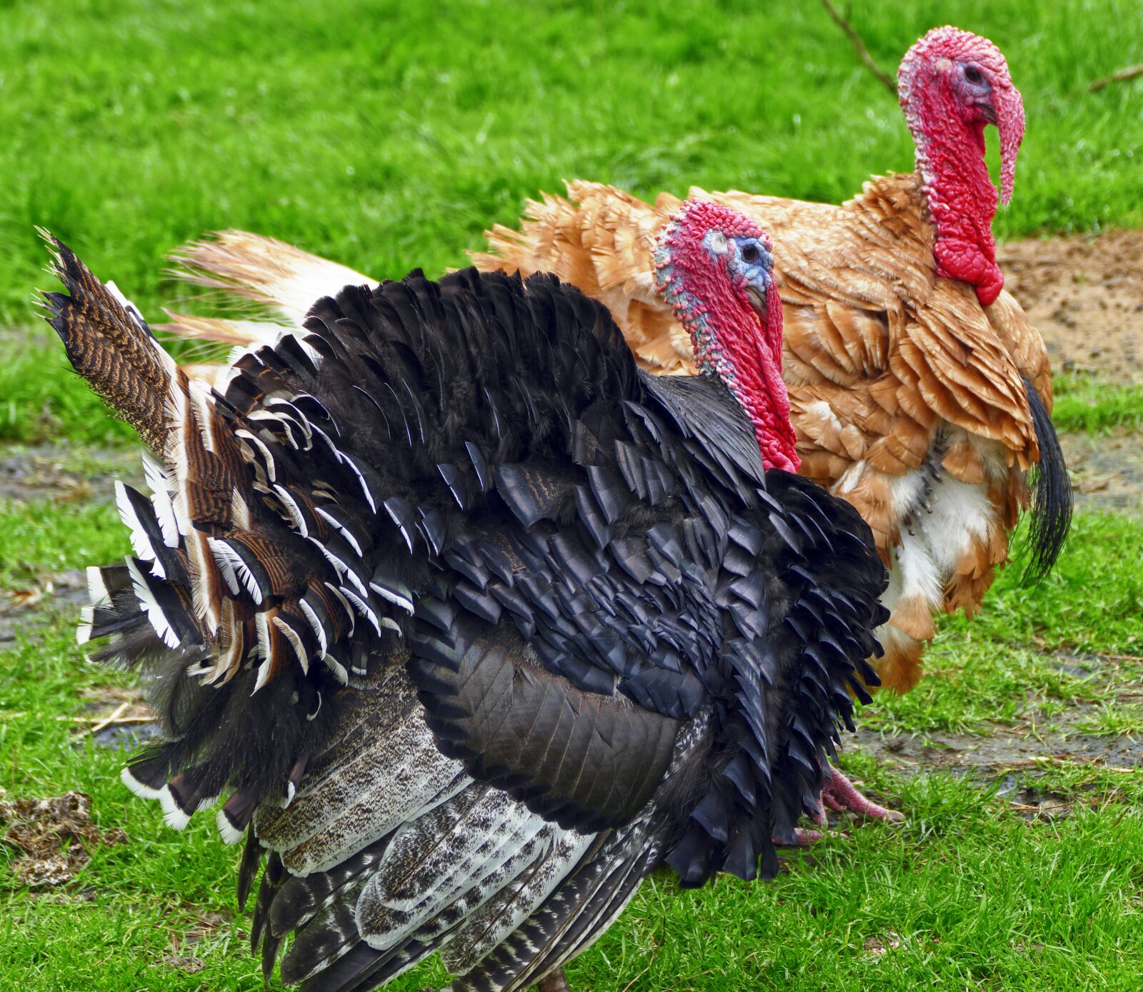 Panasonic Lumix DMC-FZ1000 sample photo. Turkey, puter, species photography