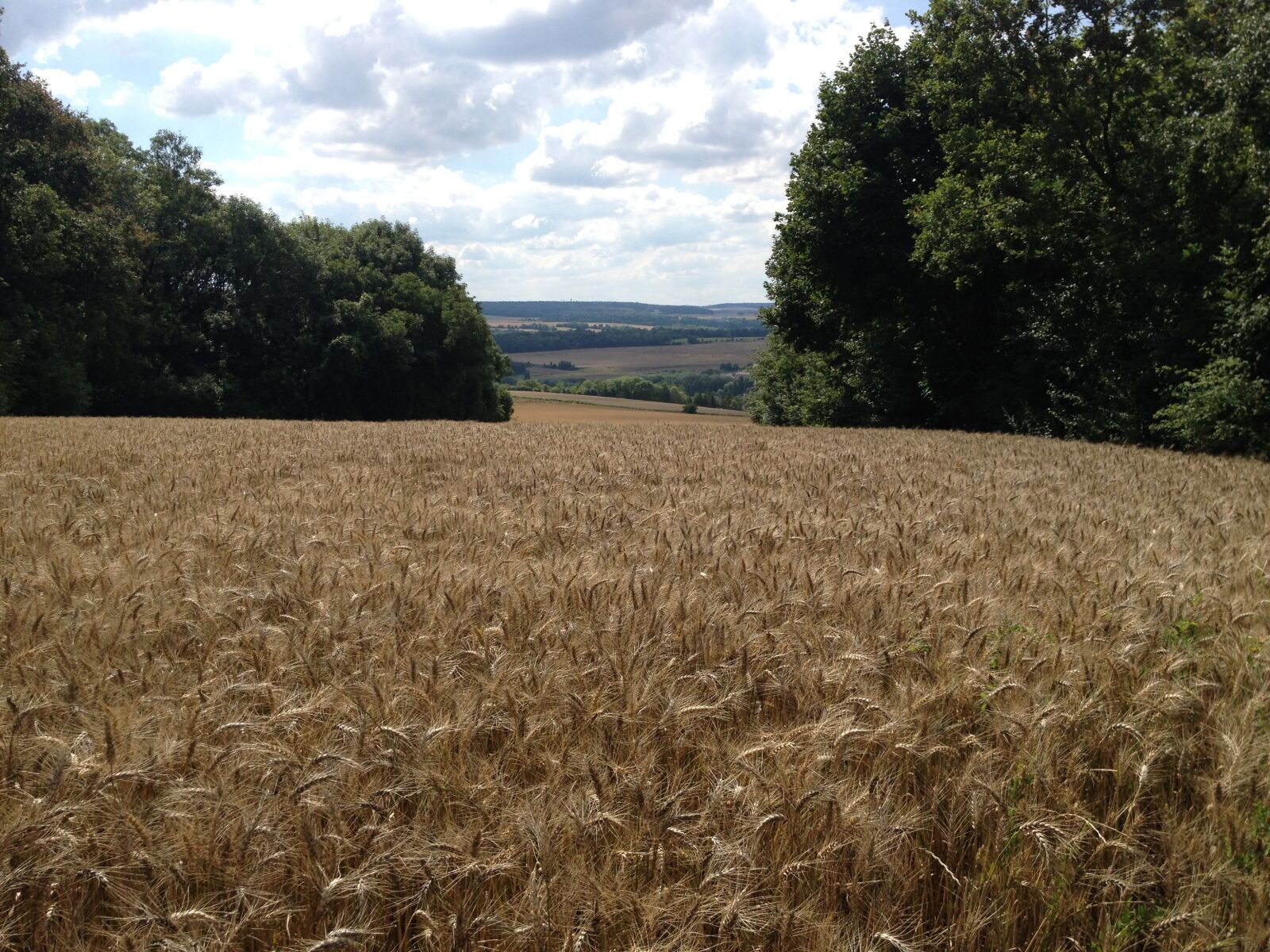 Apple iPhone 4S sample photo. Wheat, fields, cornfield photography