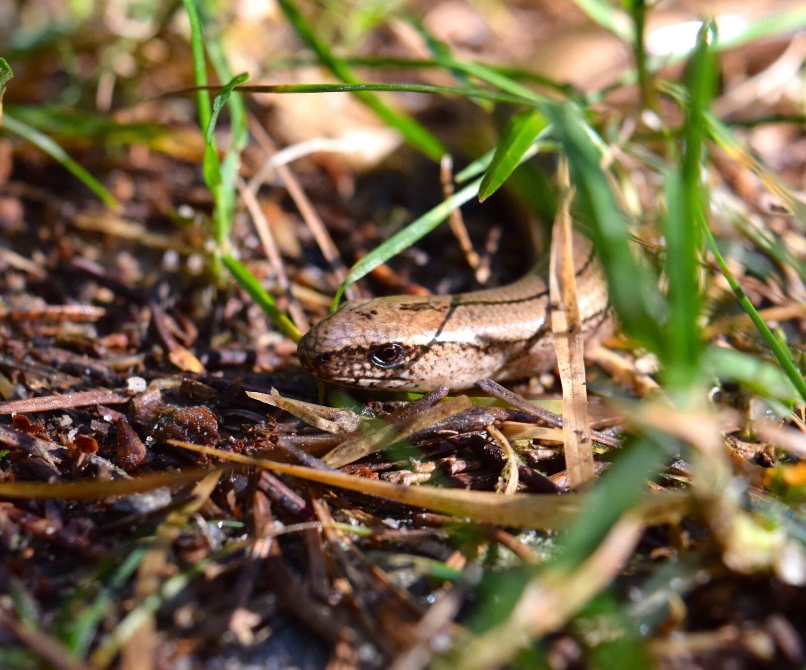 Nikon D3300 sample photo. Wildlife, camouflage, animal, nature photography
