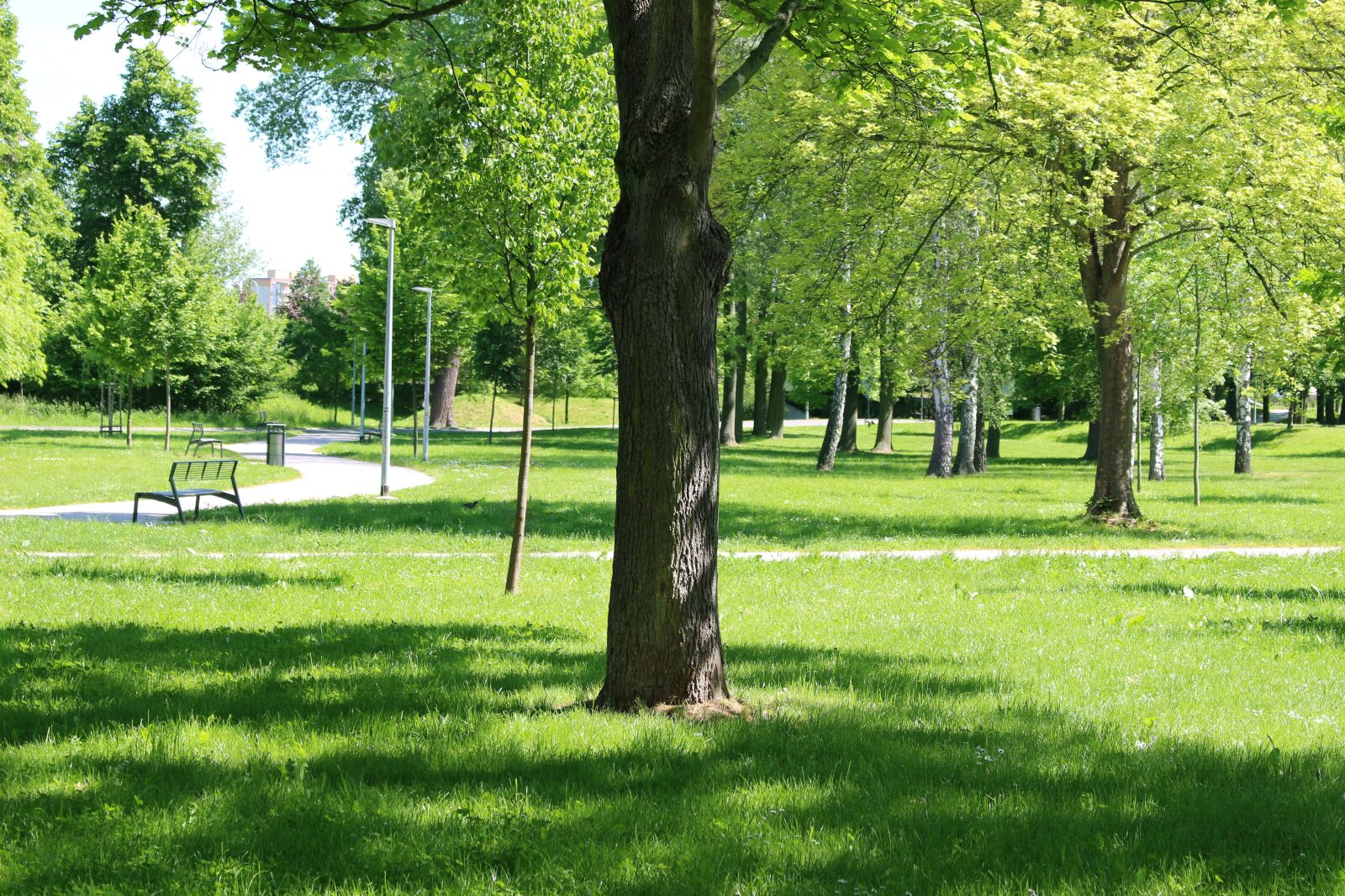 Canon EOS 100D (EOS Rebel SL1 / EOS Kiss X7) sample photo. Tree, park, bench photography