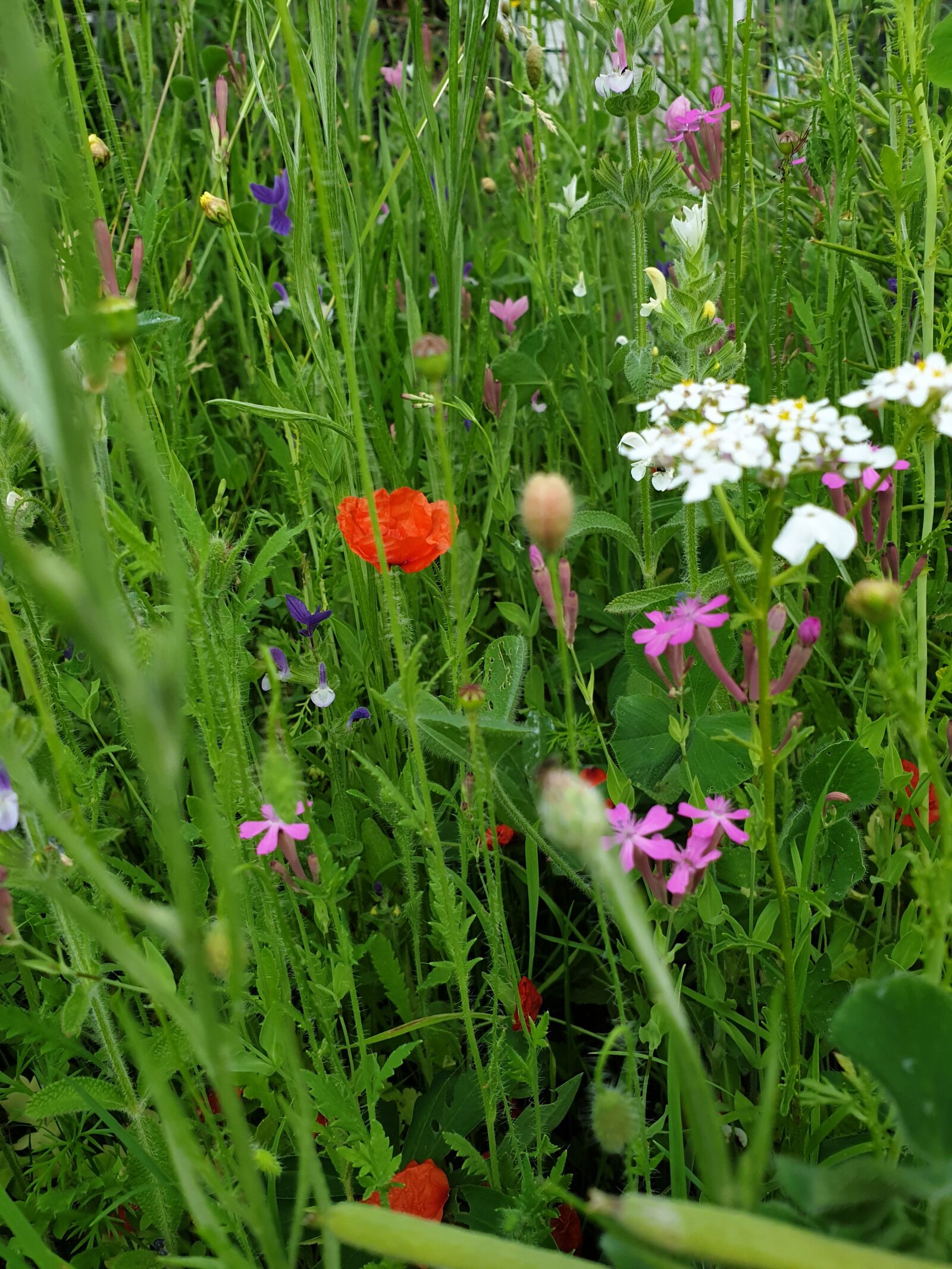 Samsung Galaxy S9 sample photo. Flowers, meadow, spring photography