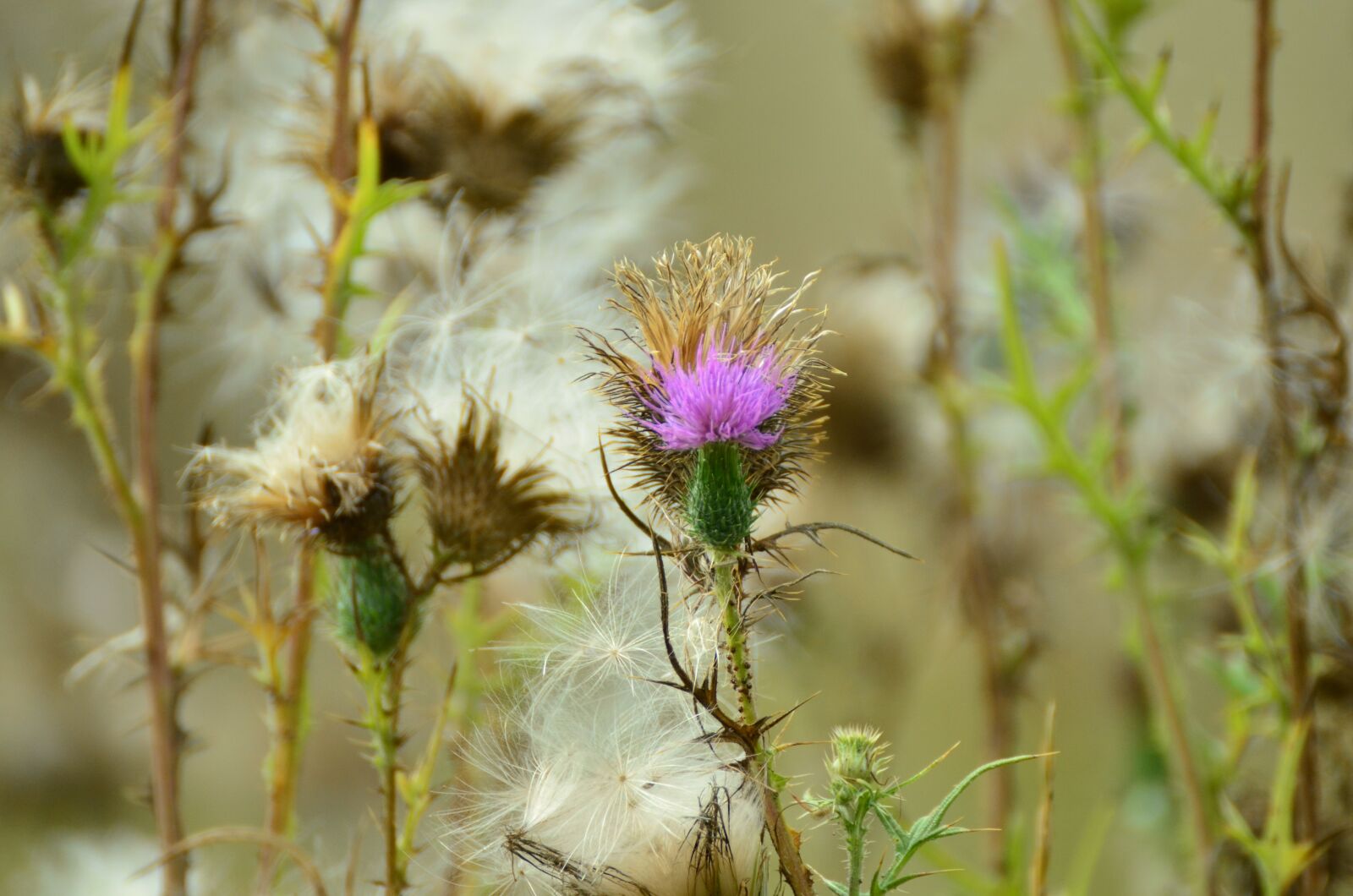 Nikon D5100 sample photo. Thistle, acker thistle, creeping photography