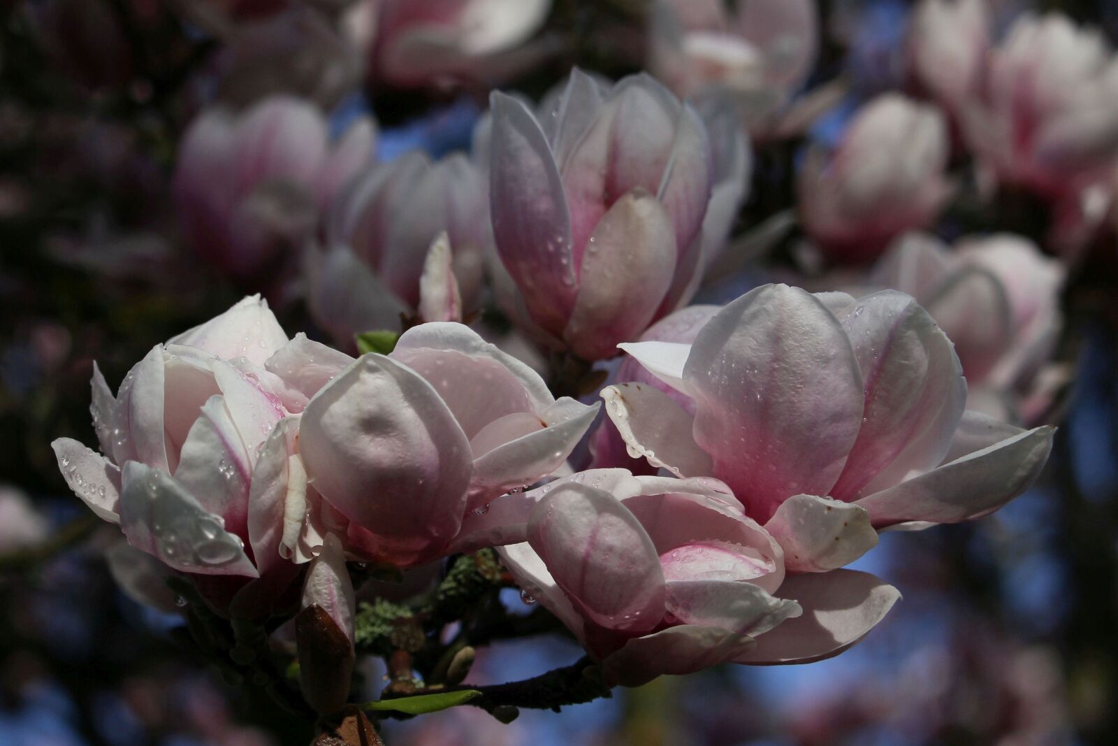 Canon EOS 60D + Canon EF-S 55-250mm F4-5.6 IS STM sample photo. Magnolia, flowers, flower photography