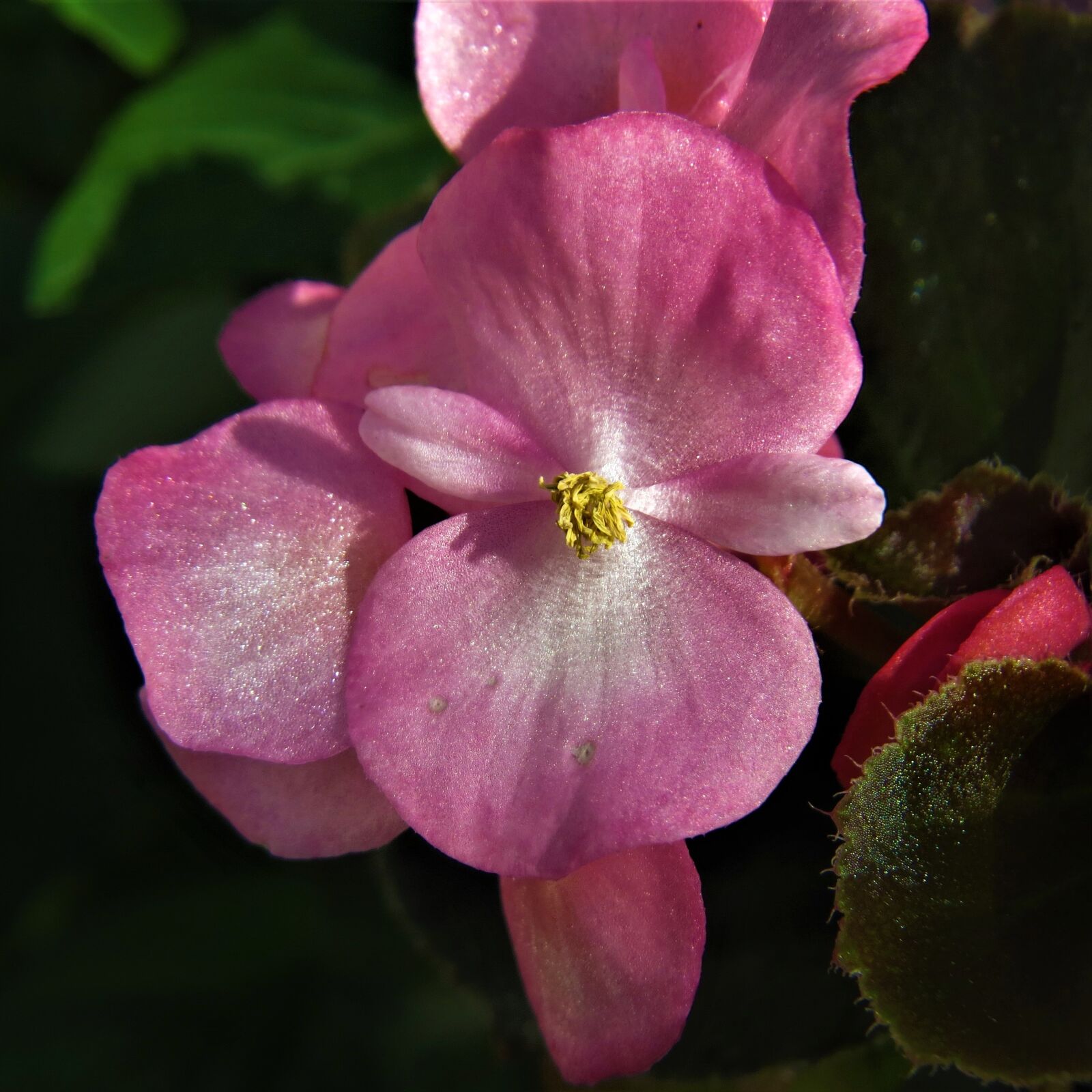 Canon PowerShot SX50 HS sample photo. Macro, pink, flower photography