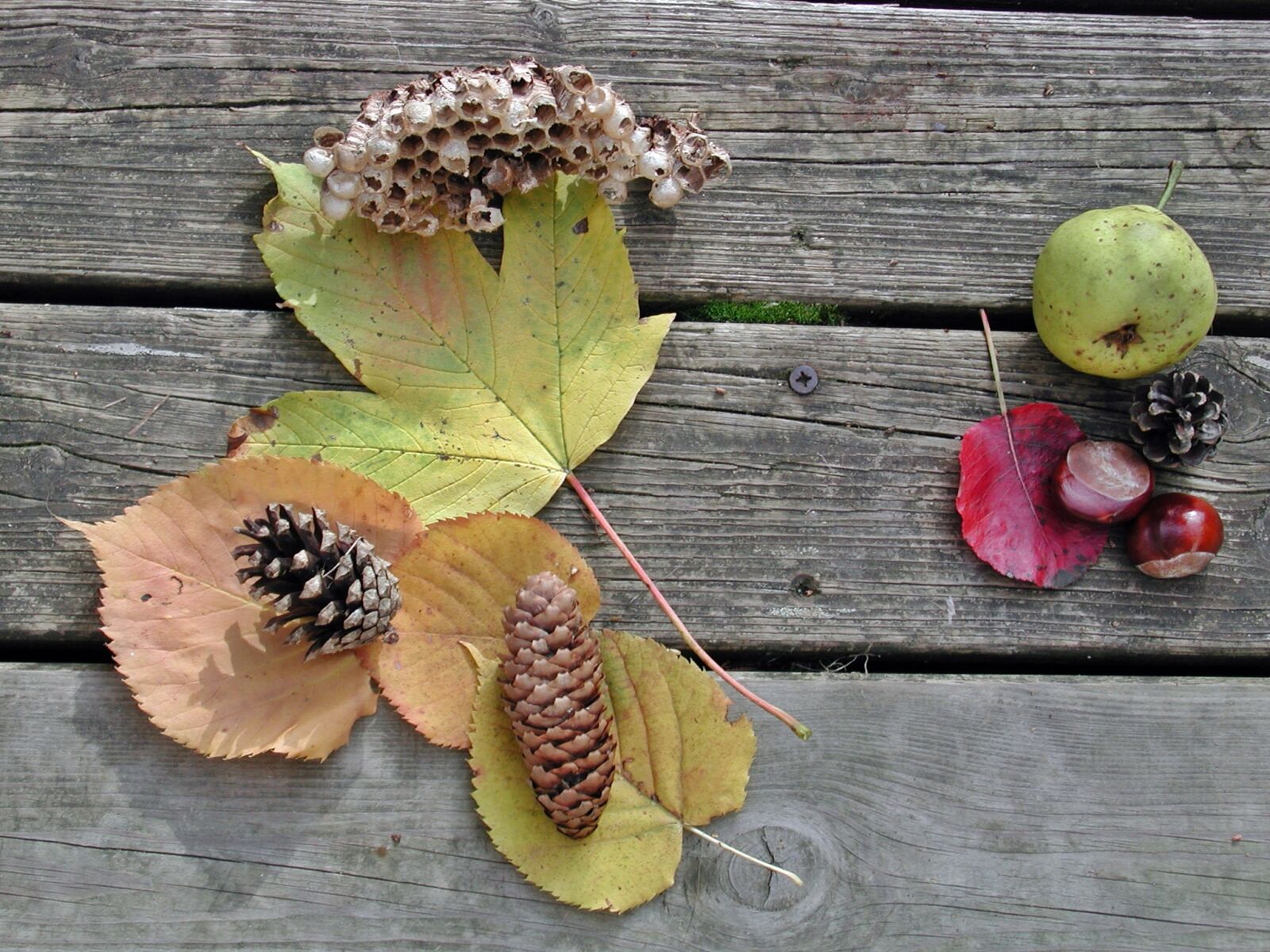 EPSON PhotoPC 3000Z sample photo. Autumn, fruits, fund photography