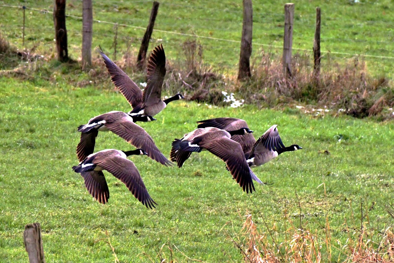 Nikon D500 sample photo. The wild geese, birds photography