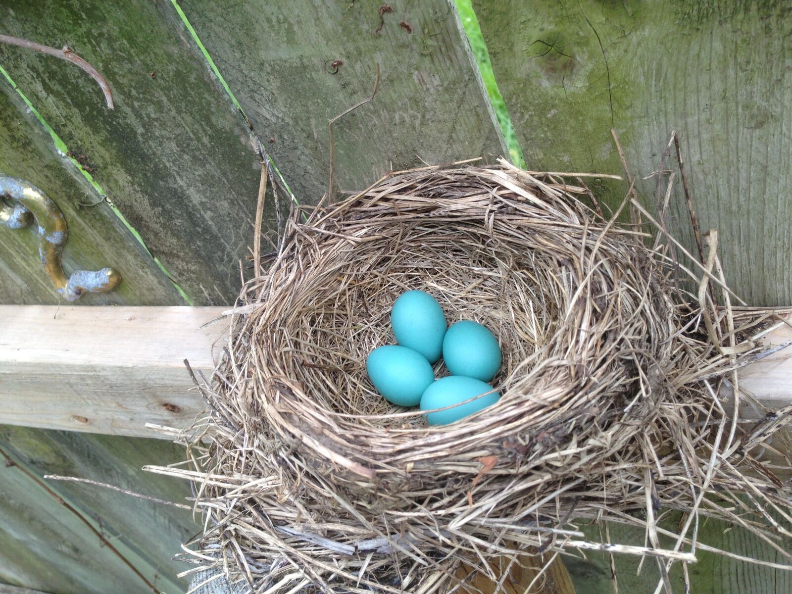 Apple iPhone 5 sample photo. Egg, nest, bird photography