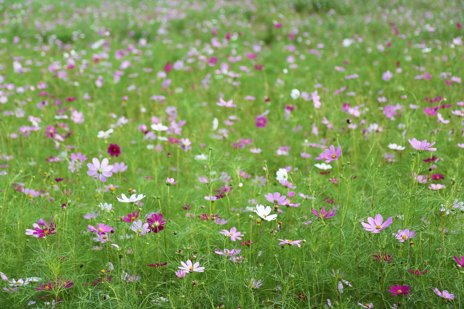 Canon EOS 70D sample photo. Cosmos, autumn, flowers photography