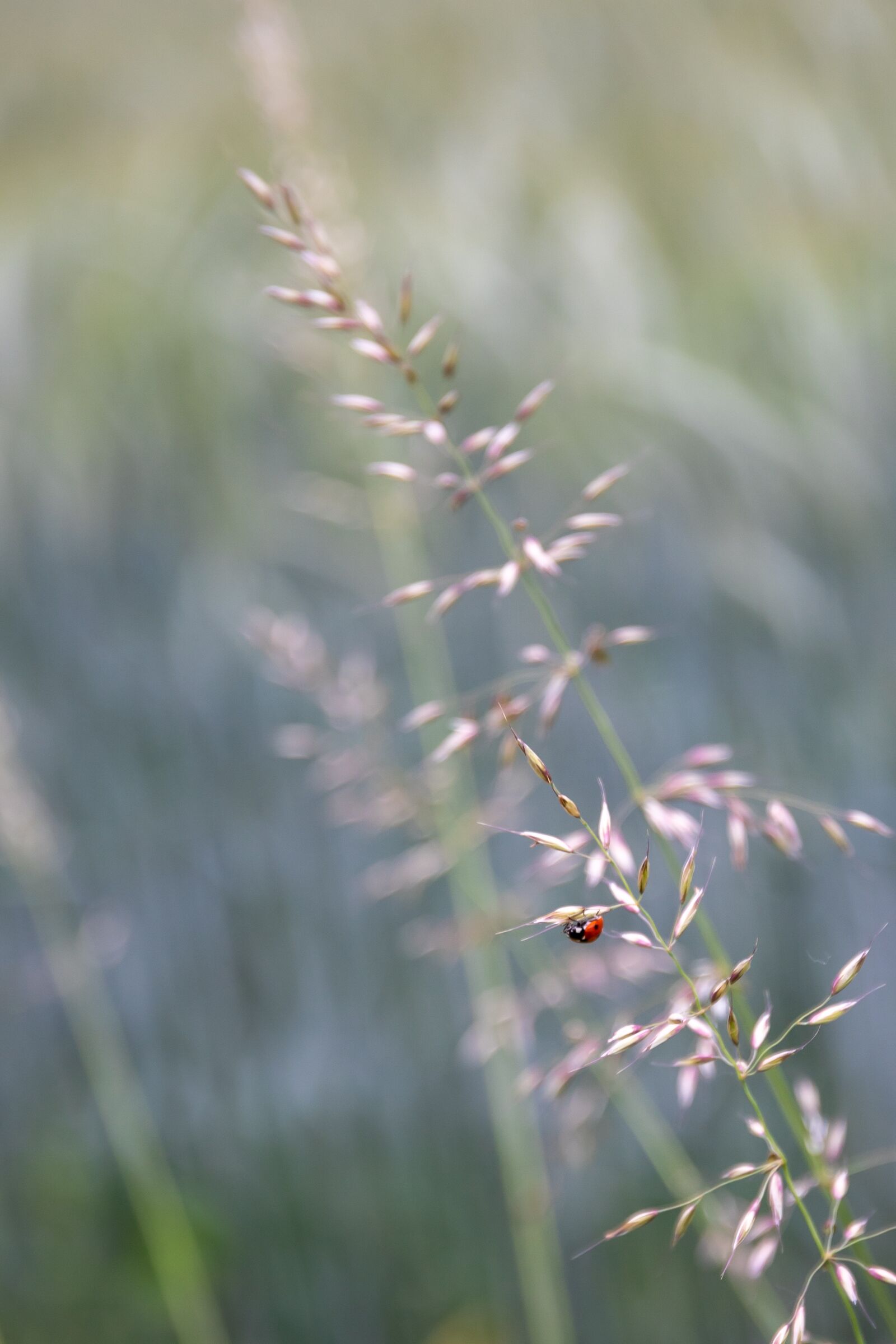 Canon EF 24-70mm F4L IS USM sample photo. Ladybug, spring, field photography