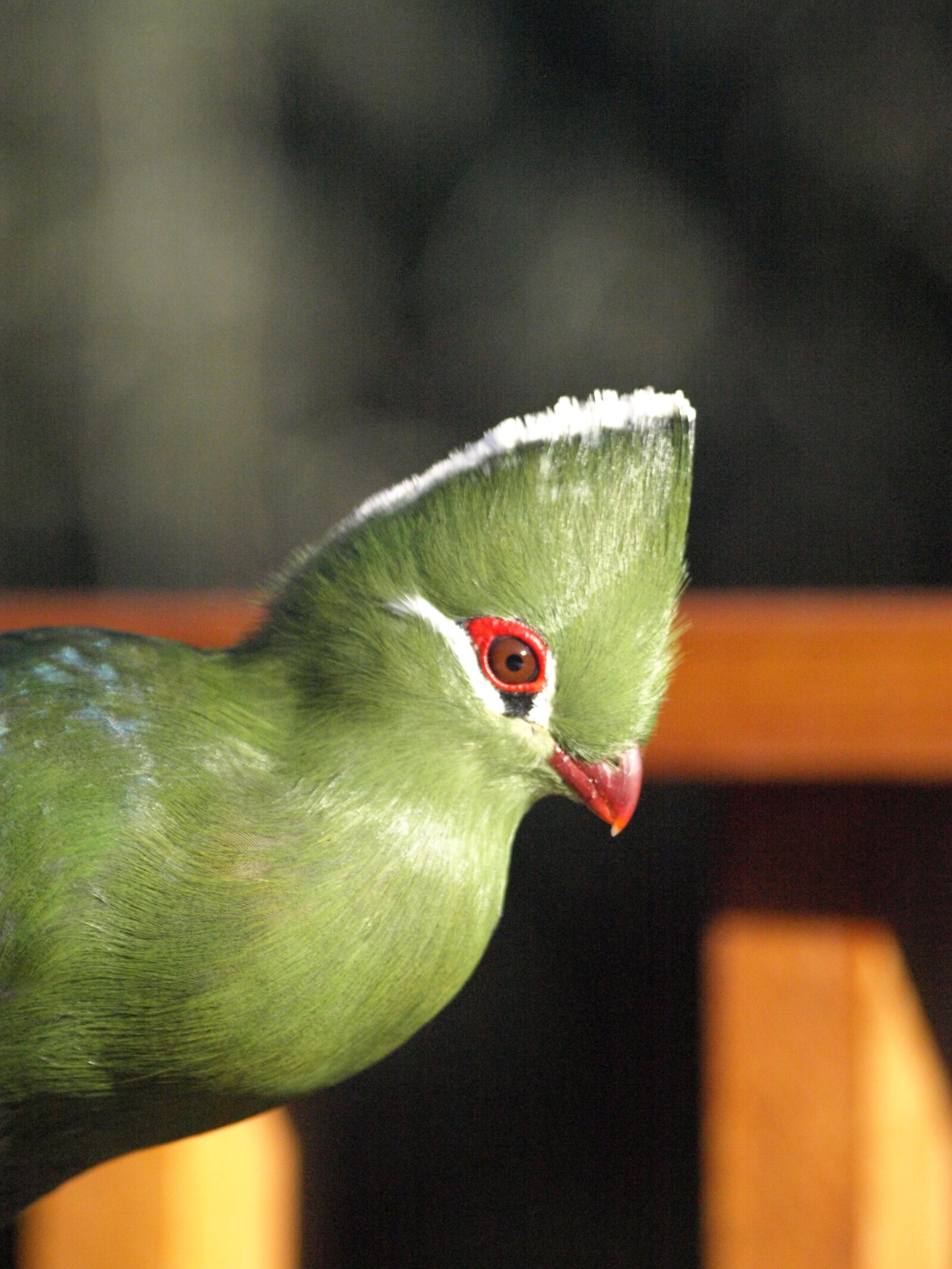 Olympus E-510 (EVOLT E-510) sample photo. Bird, green, knysna lourie photography