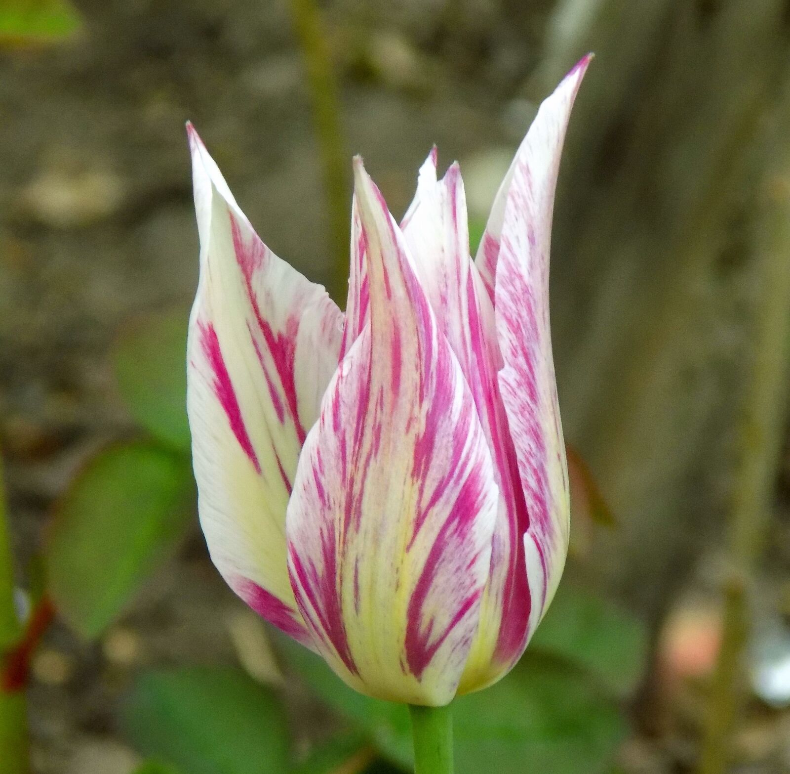 Nikon COOLPIX L330 sample photo. Tulip, flower, plant photography