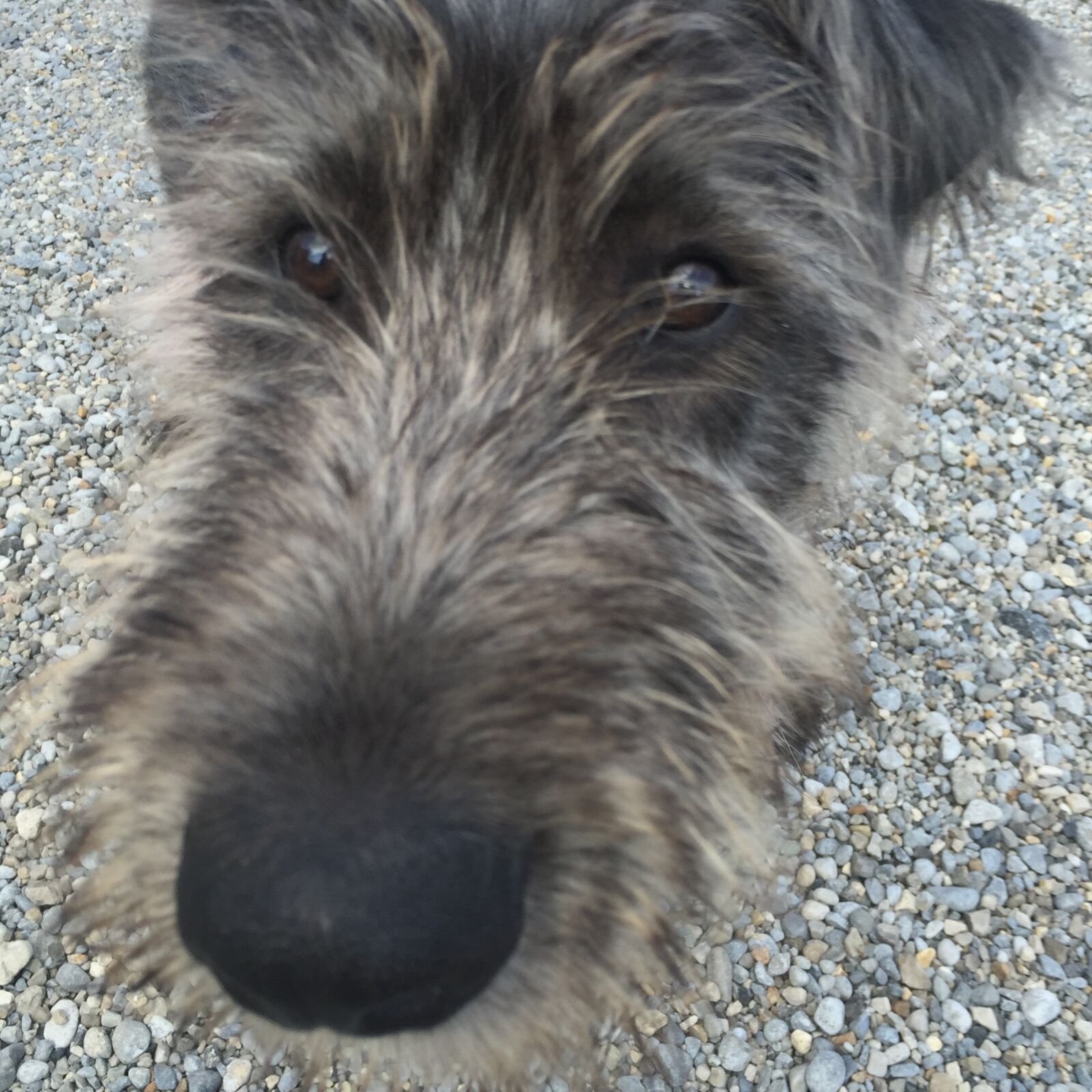 iPhone 6 Plus back camera 4.15mm f/2.2 sample photo. Irish, wolfhound, up, close photography